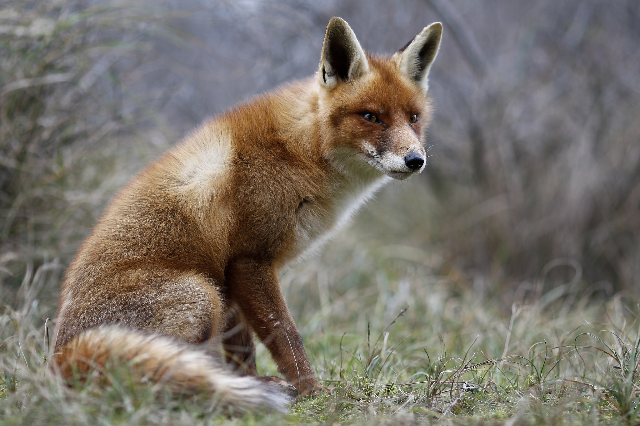 Canon EOS 7D Mark II + Canon EF 135mm F2L USM sample photo. Vos (vulpes vulpes) photography