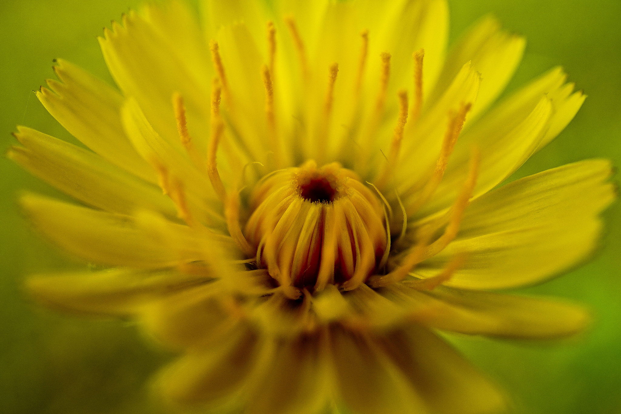 Sony E 30mm F3.5 Macro sample photo. @ photography