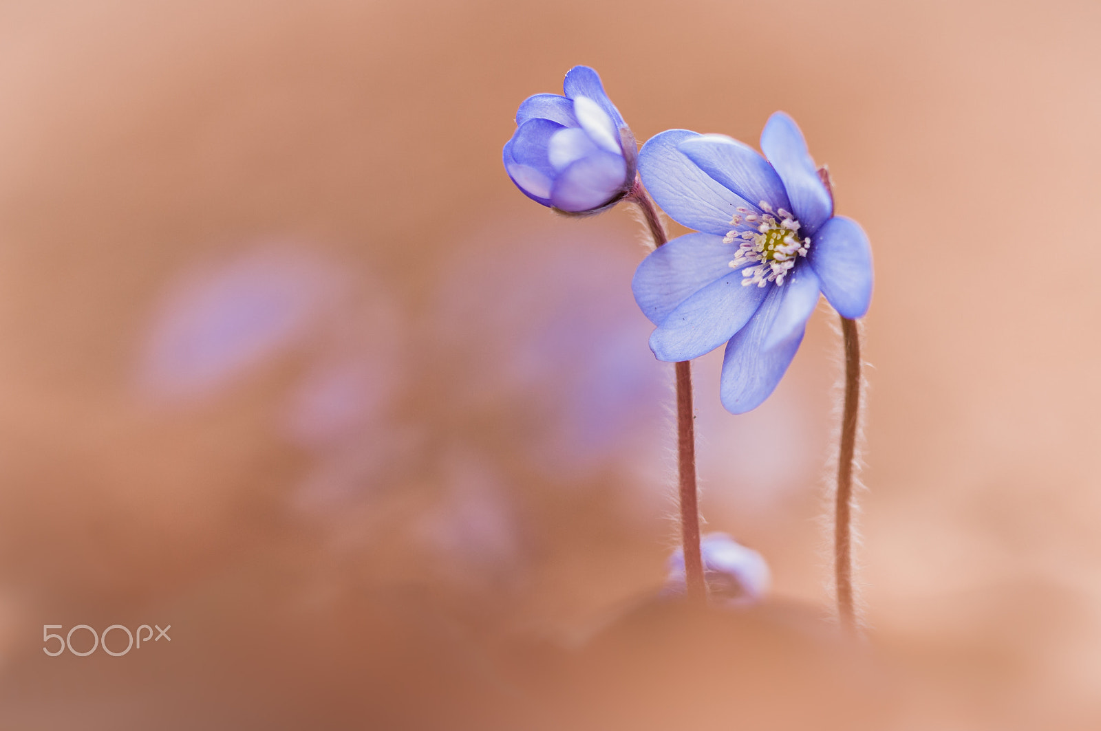 Sigma 150mm F2.8 EX DG Macro HSM sample photo. Anemone hepatica(leberblümchen) photography