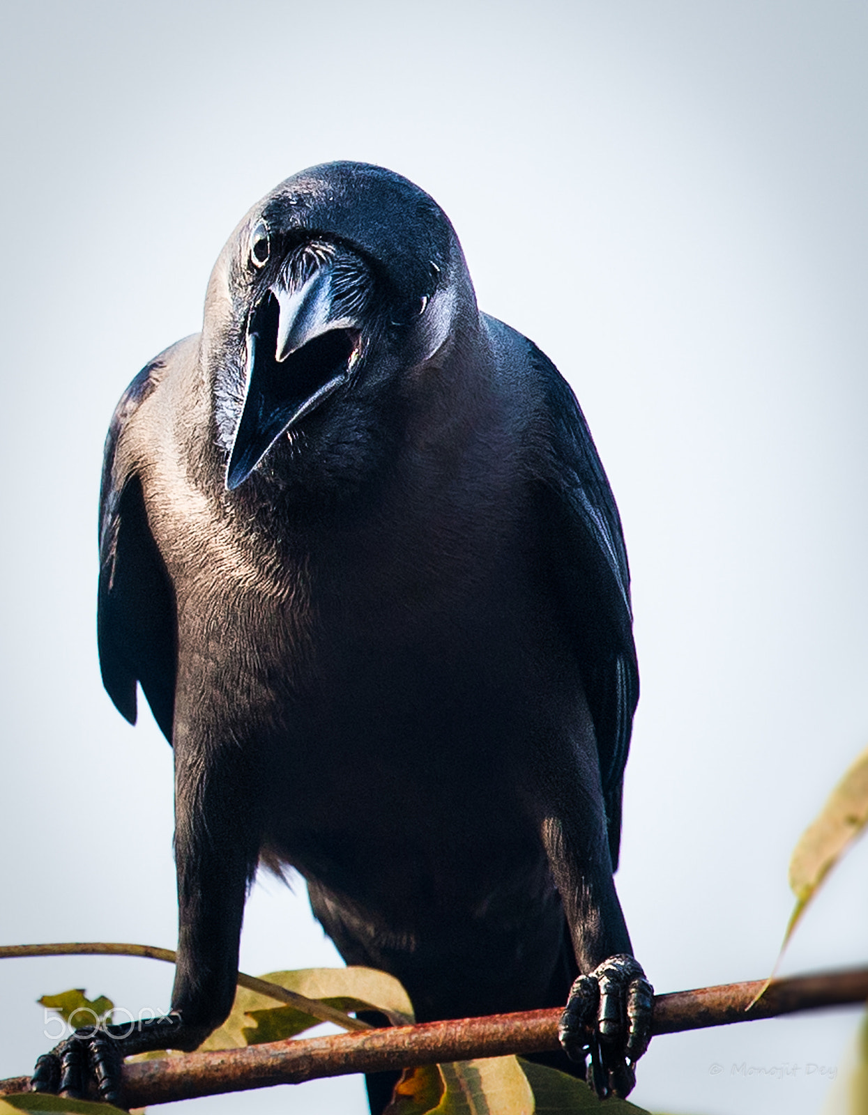 Nikon Nikkor AF-S 300mm F4E PF ED VR sample photo. Back off !! ...  i say photography