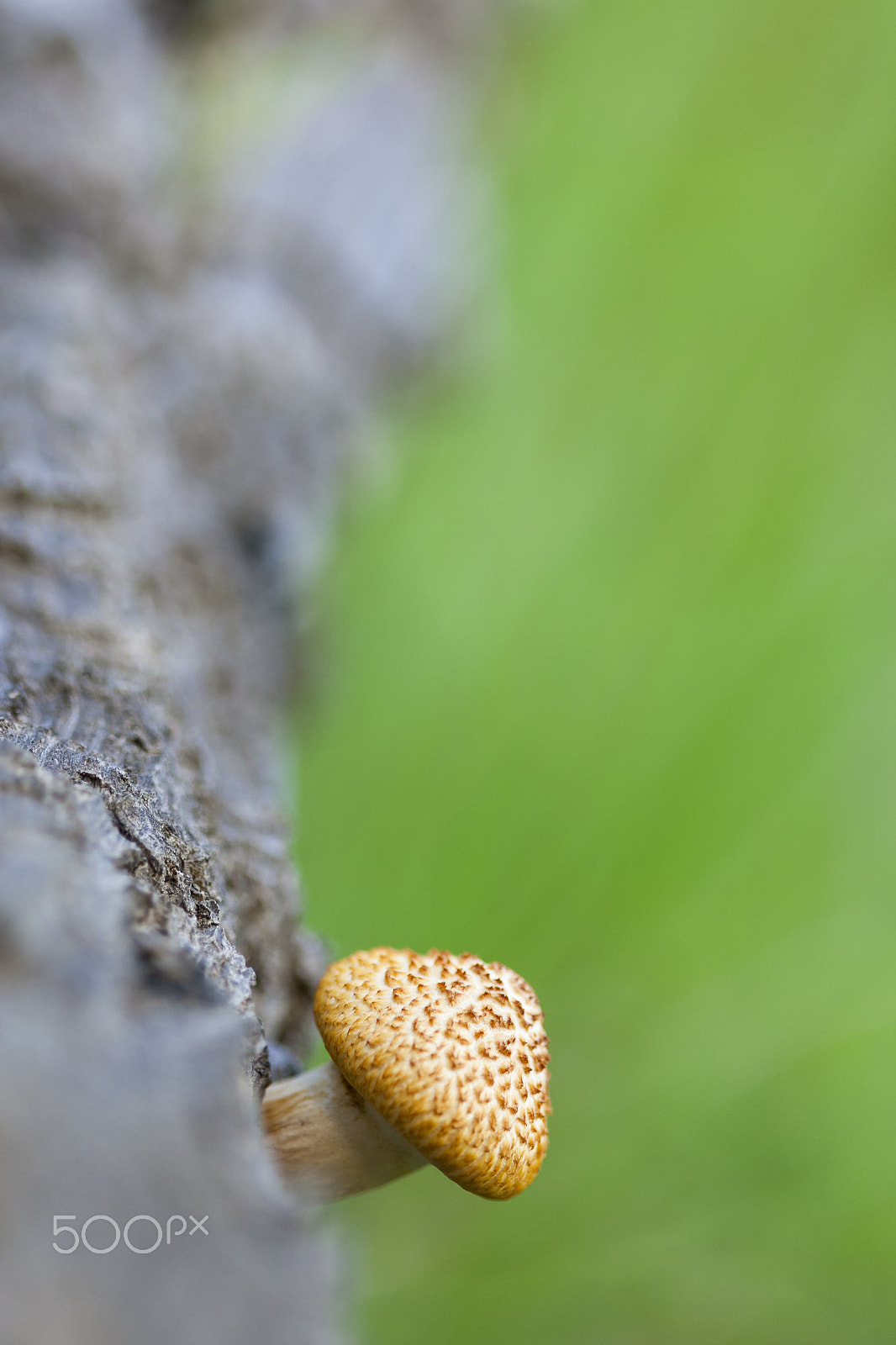 Canon EF 100mm F2.8 Macro USM sample photo. 19122015 huelva  - 229 photography