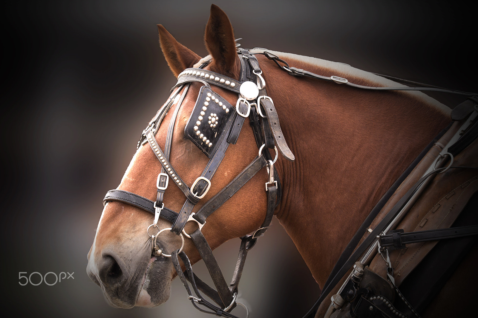Canon EOS 650D (EOS Rebel T4i / EOS Kiss X6i) sample photo. Belgian horse head portrait photography