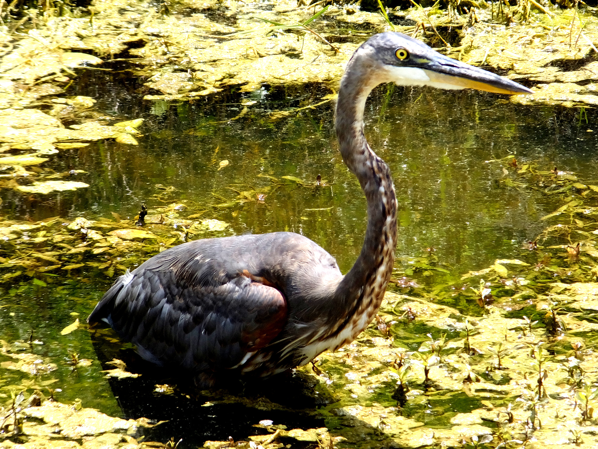 Fujifilm FinePix F850EXR sample photo. Louisiana heron photography