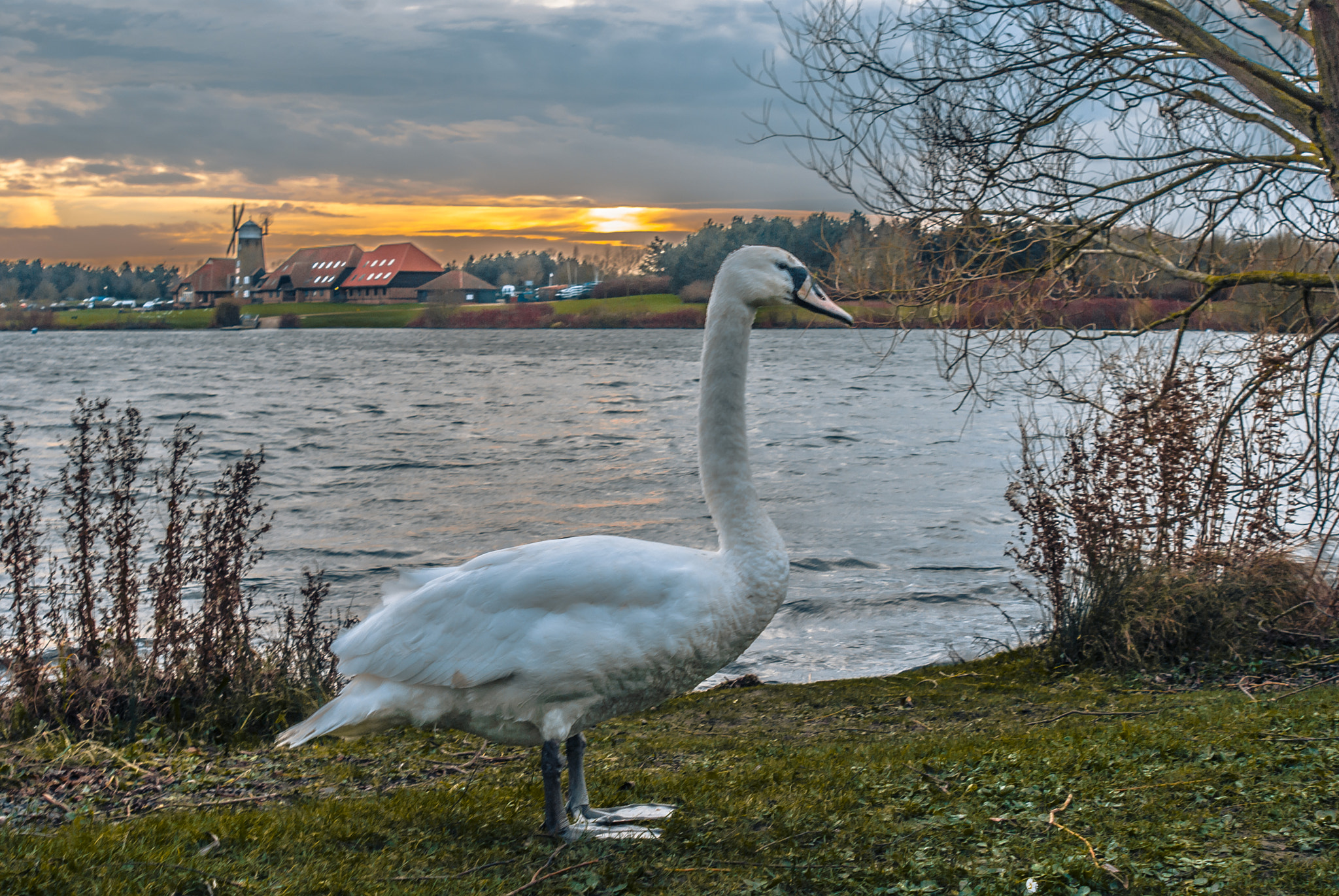 Nikon D80 + AF Zoom-Nikkor 28-100mm f/3.5-5.6G sample photo. Sunset swan photography