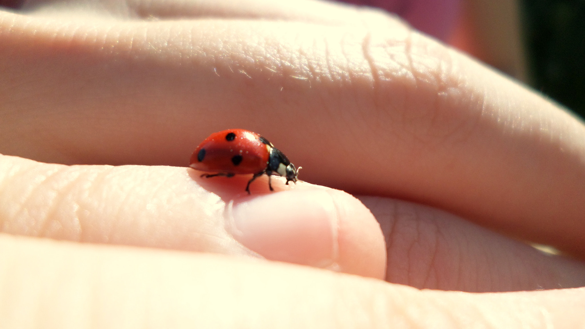 Samsung DV150F/DV151F/DV155F sample photo. Ladybug photography