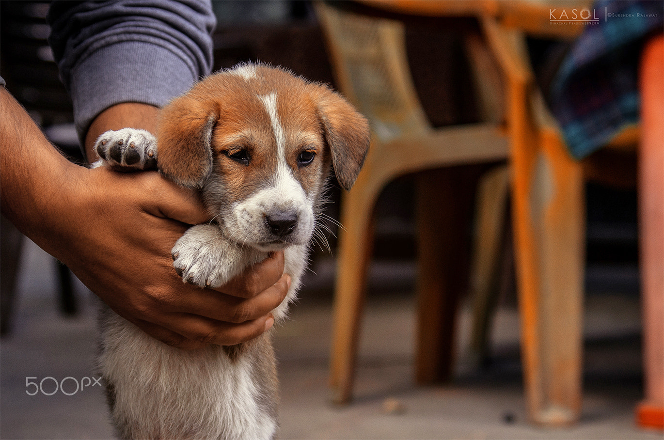 smc PENTAX-DA L 50-200mm F4-5.6 ED sample photo. Puppy photography