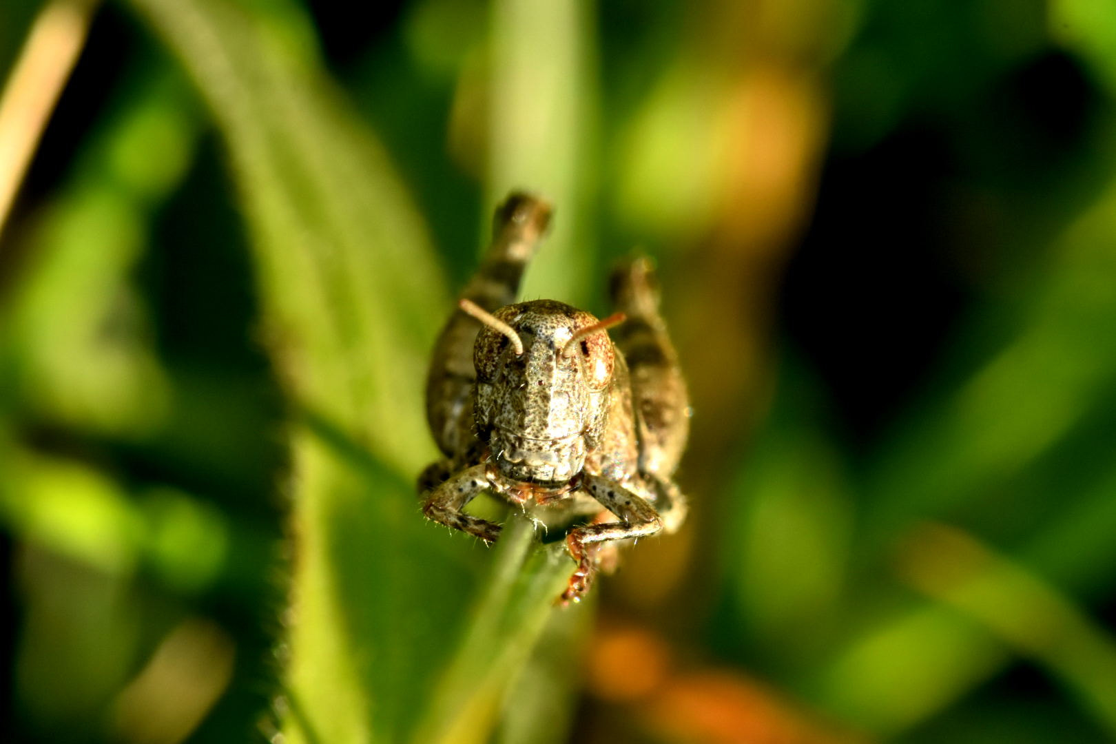 Nikon D7200 + Sigma 105mm F2.8 EX DG Macro sample photo. Grasshopper photography