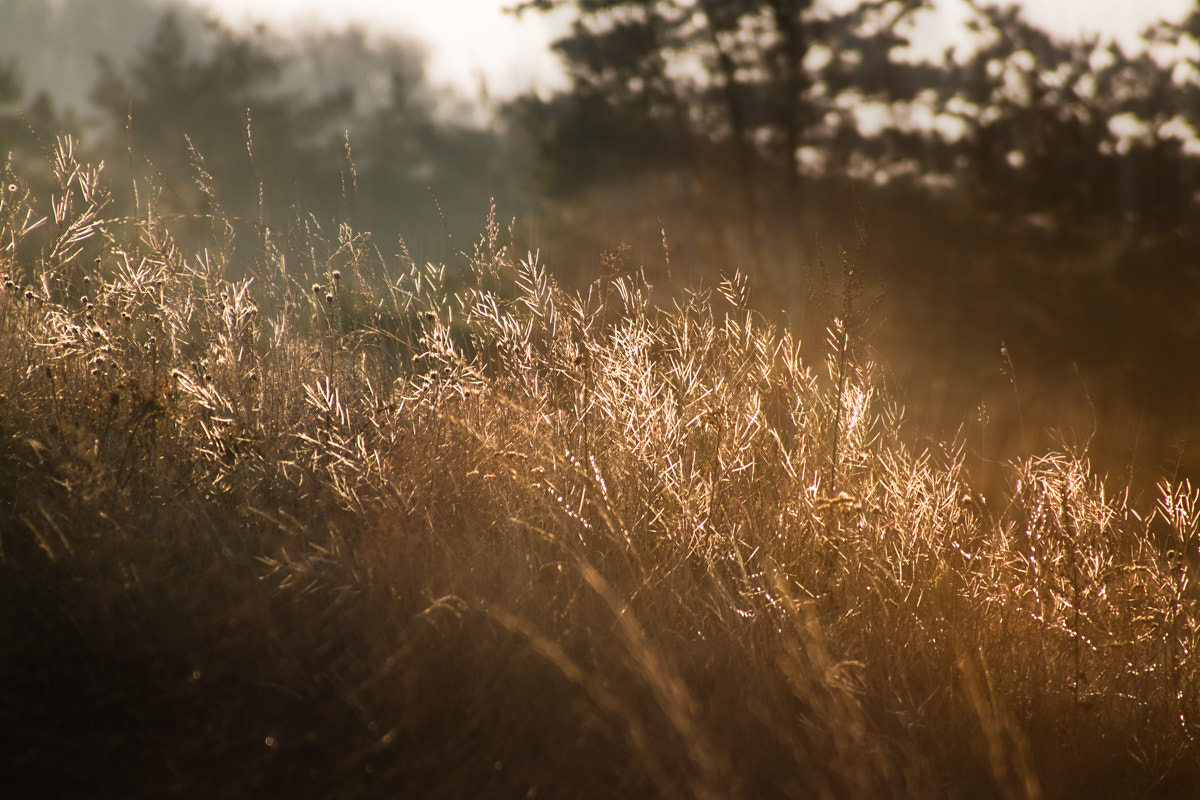 Canon EF 28-200mm F3.5-5.6 USM sample photo. Autumn light photography
