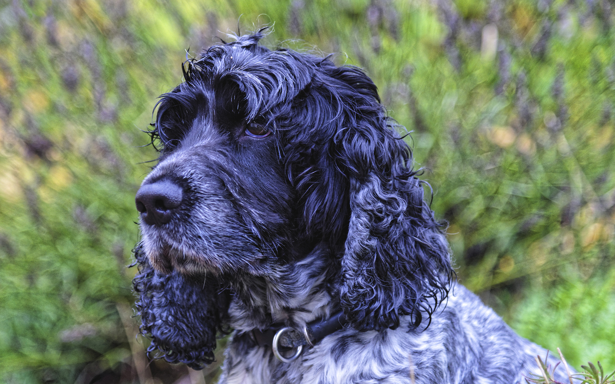 Nikon D4S sample photo. Baxter photography