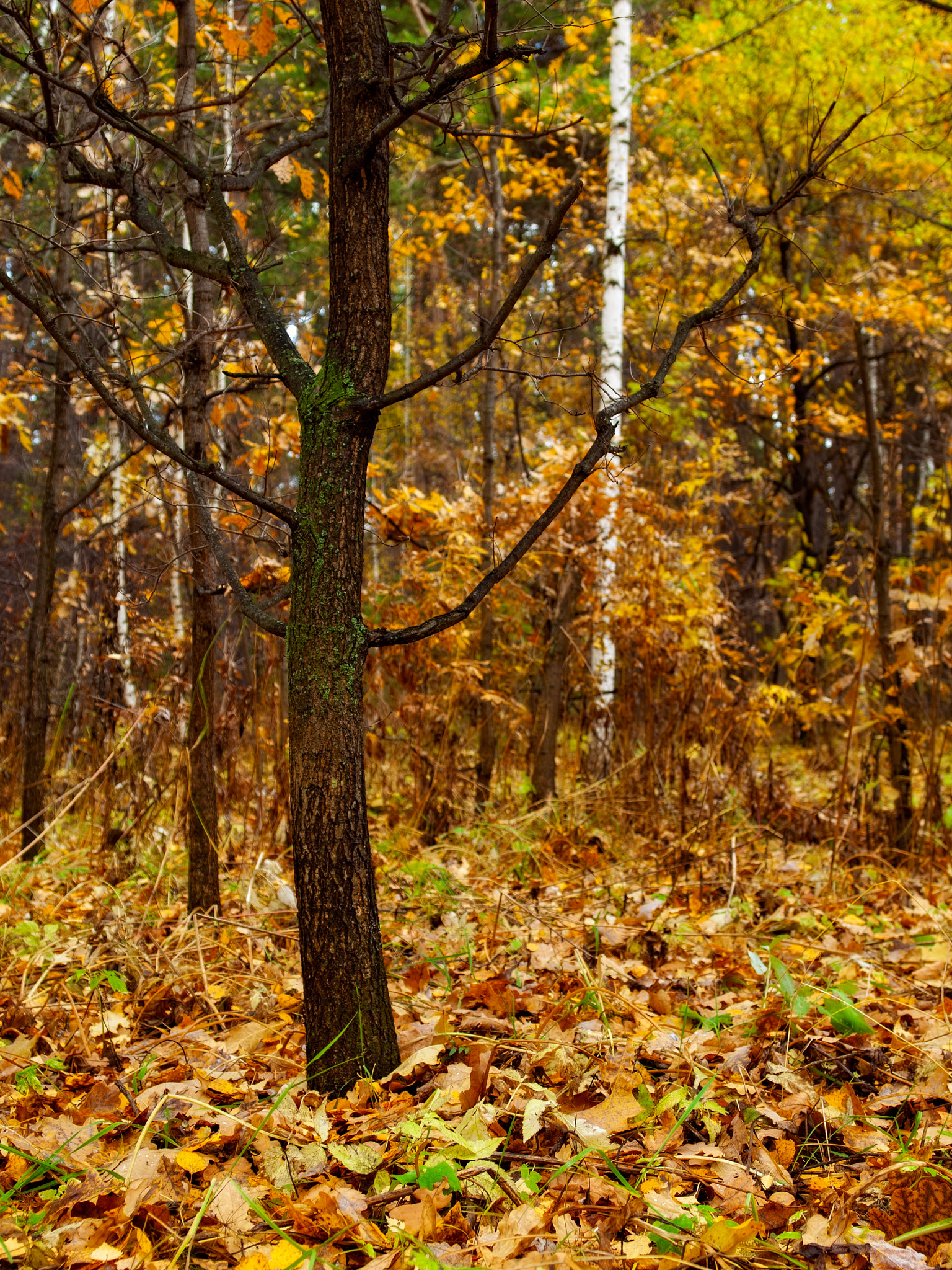 Olympus E-30 + OLYMPUS 14-54mm Lens sample photo. Lonely oak photography