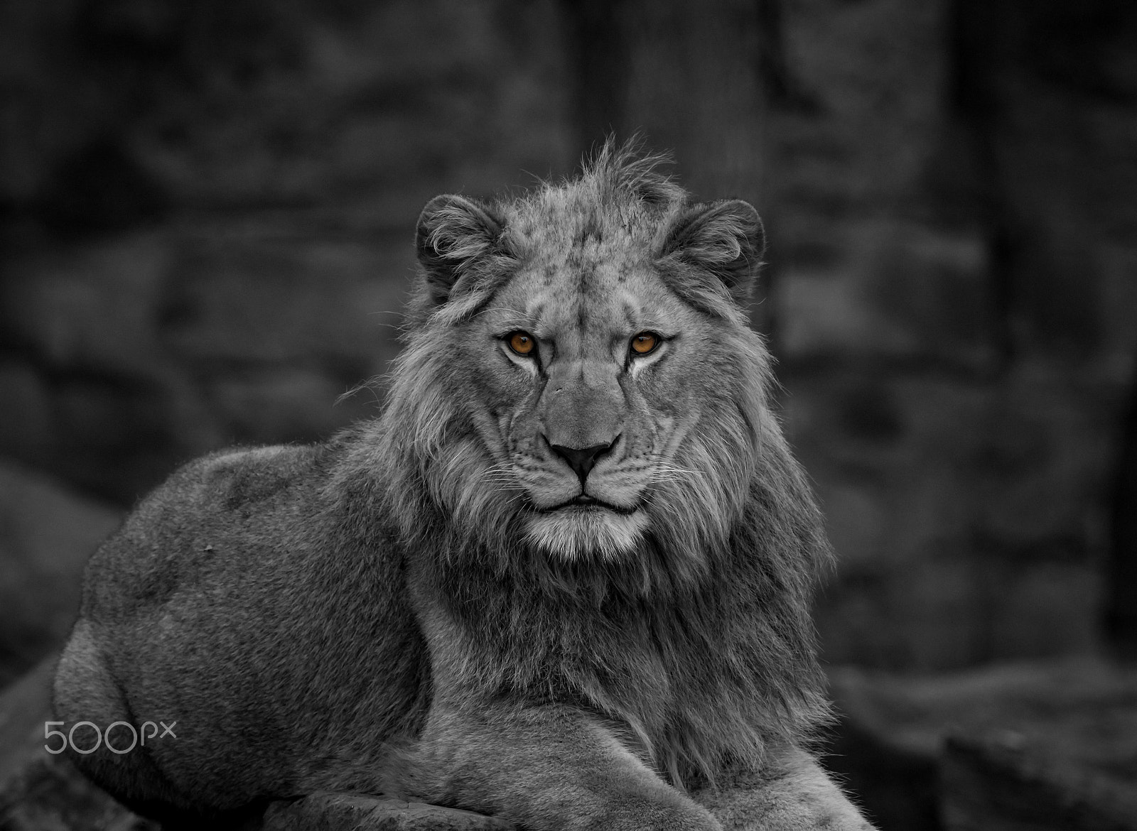 Canon EF 100-400mm F4.5-5.6L IS USM sample photo. Lion photography