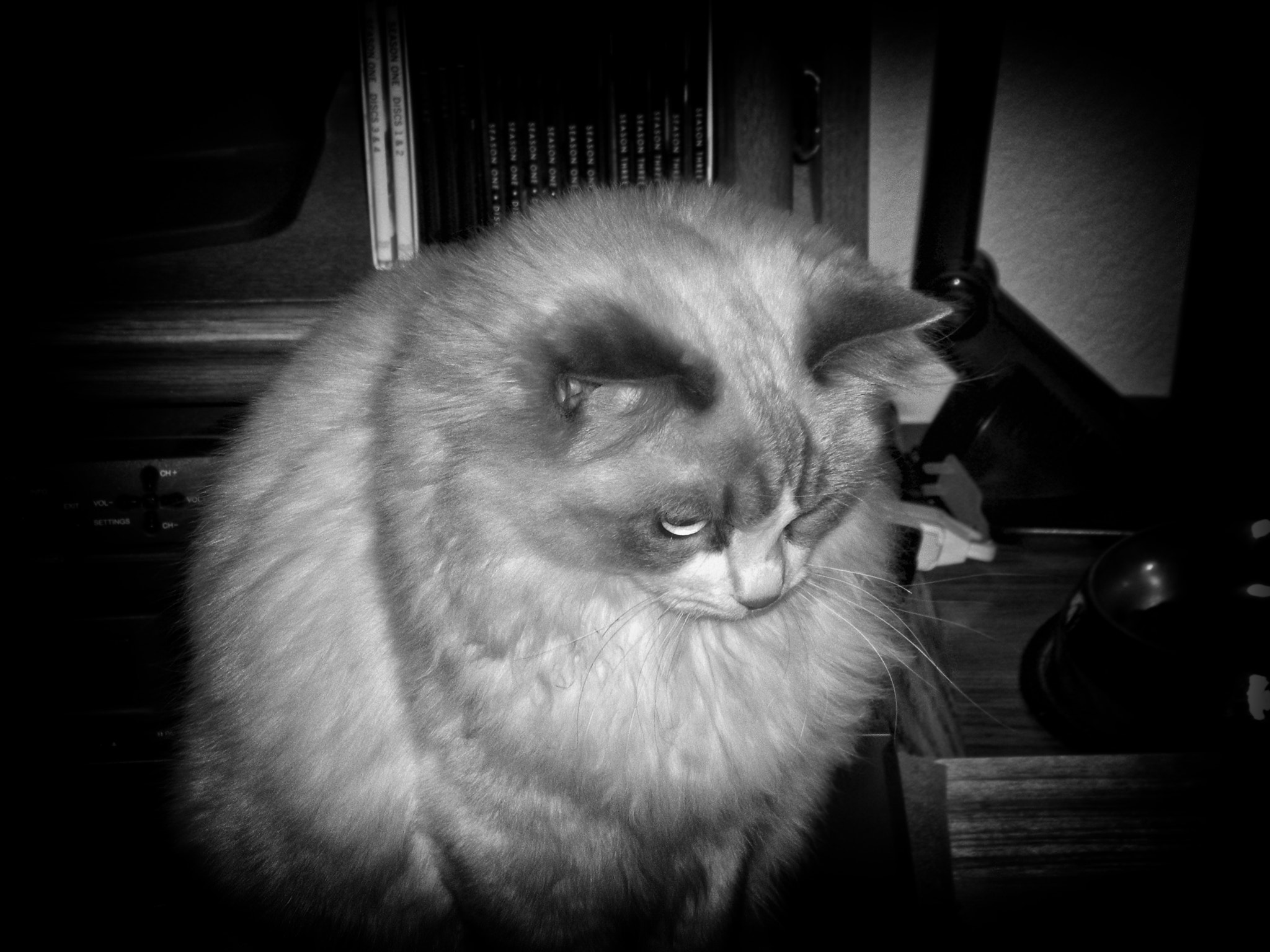 Nikon COOLPIX L14 sample photo. Chloe the ragdoll cat photography