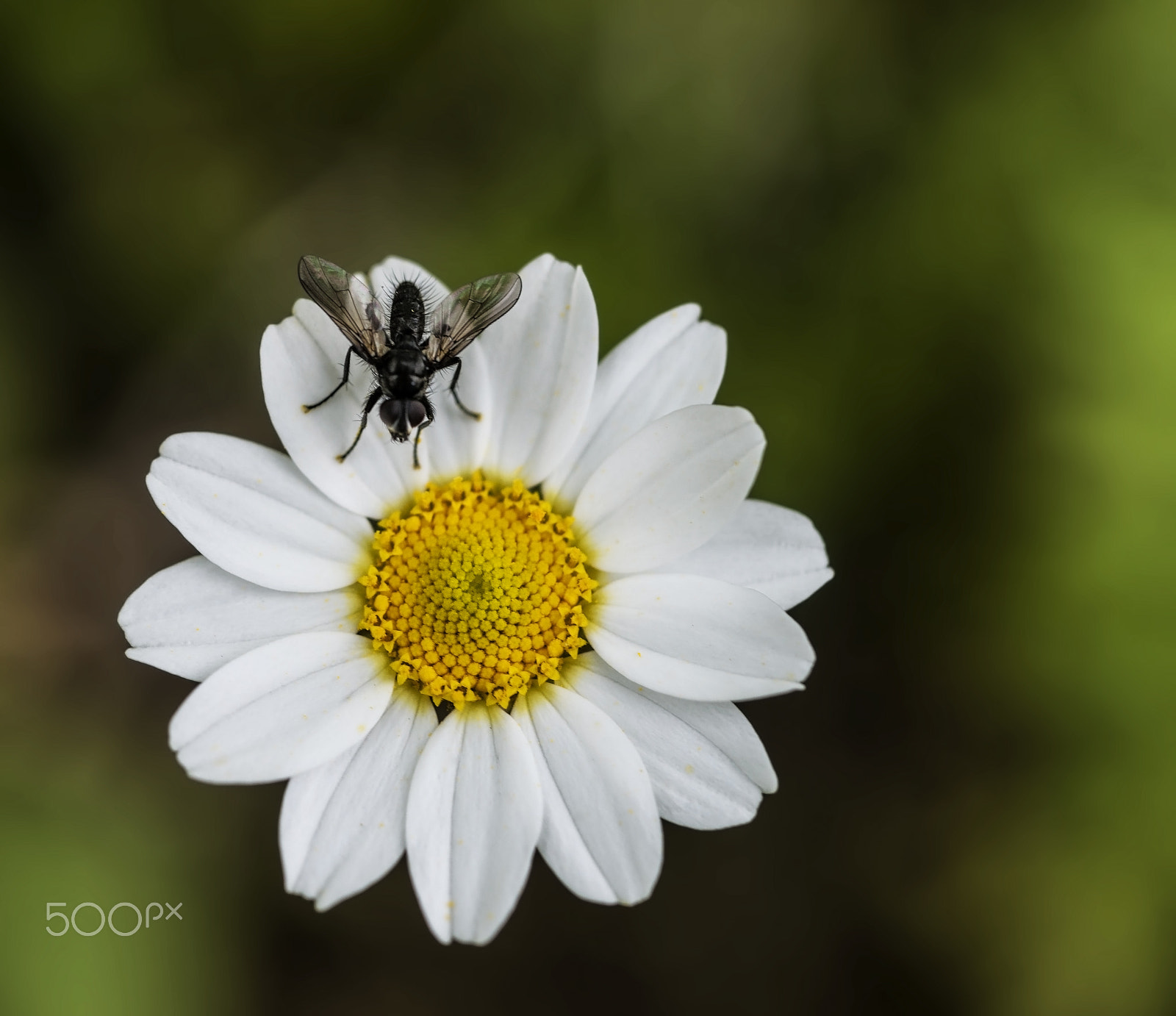 Nikon D800E + AF Micro-Nikkor 55mm f/2.8 sample photo. Papatya ve sinek (daisy and fly) photography