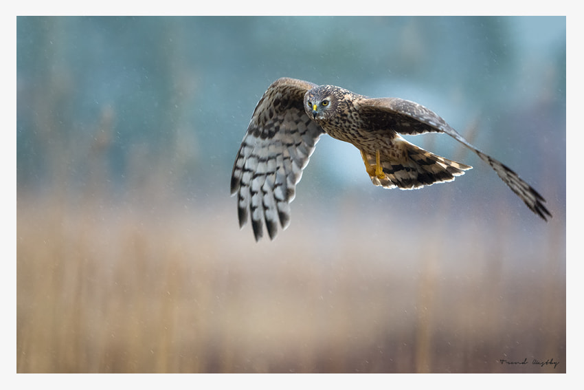 Nikon AF-S Nikkor 400mm F2.8G ED VR II sample photo. Hen harrier photography