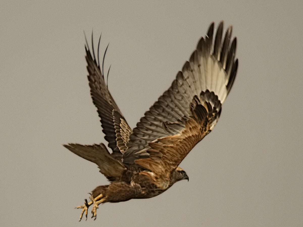 Sigma 150-500mm F5-6.3 DG OS HSM sample photo. Kızıl şahin photography