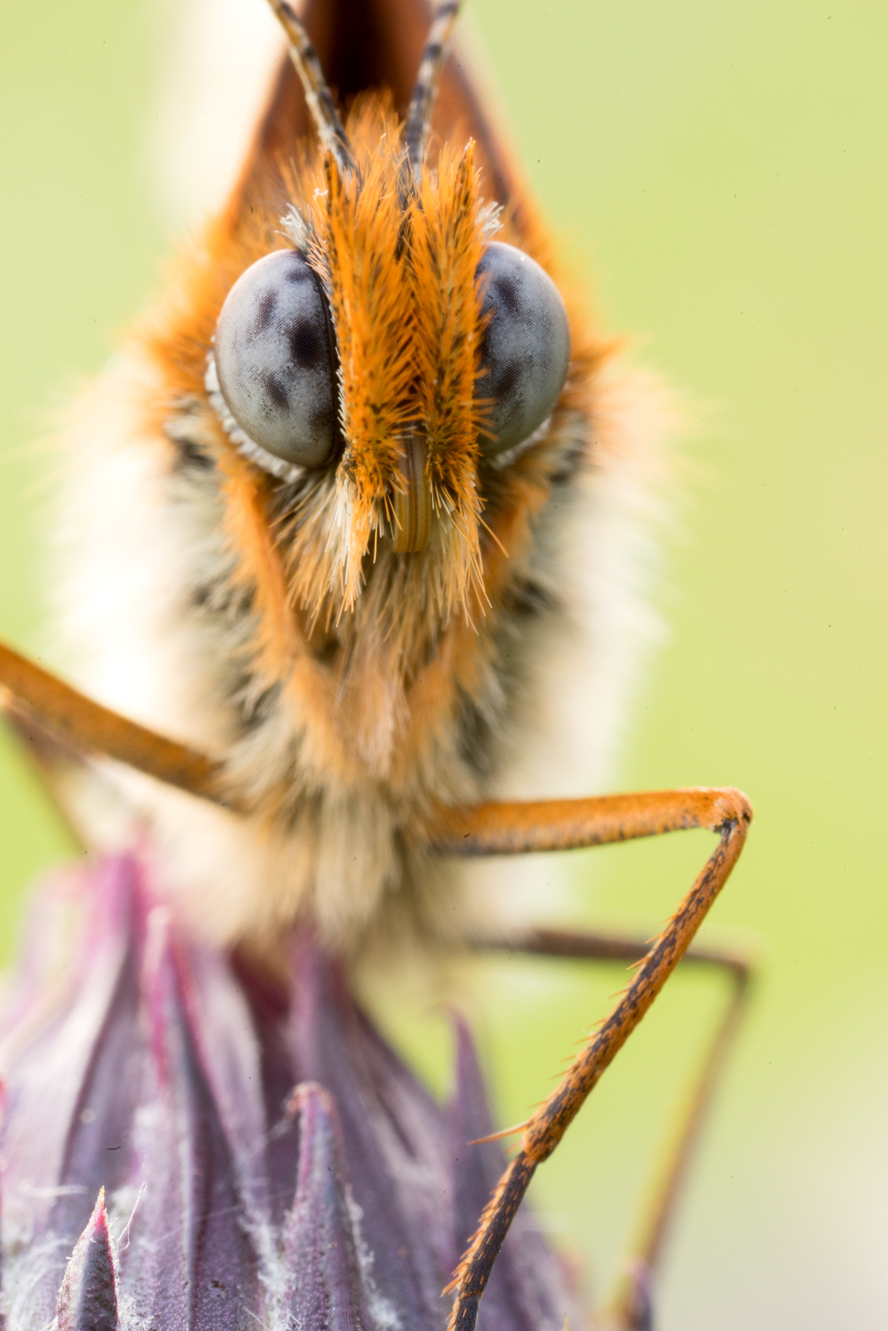 Canon MP-E 65mm F2.5 1-5x Macro Photo sample photo. Melitaea didyma photography