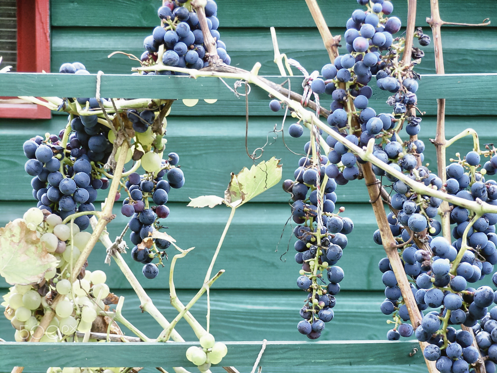 Ricoh Caplio R30 sample photo. Grapes photography