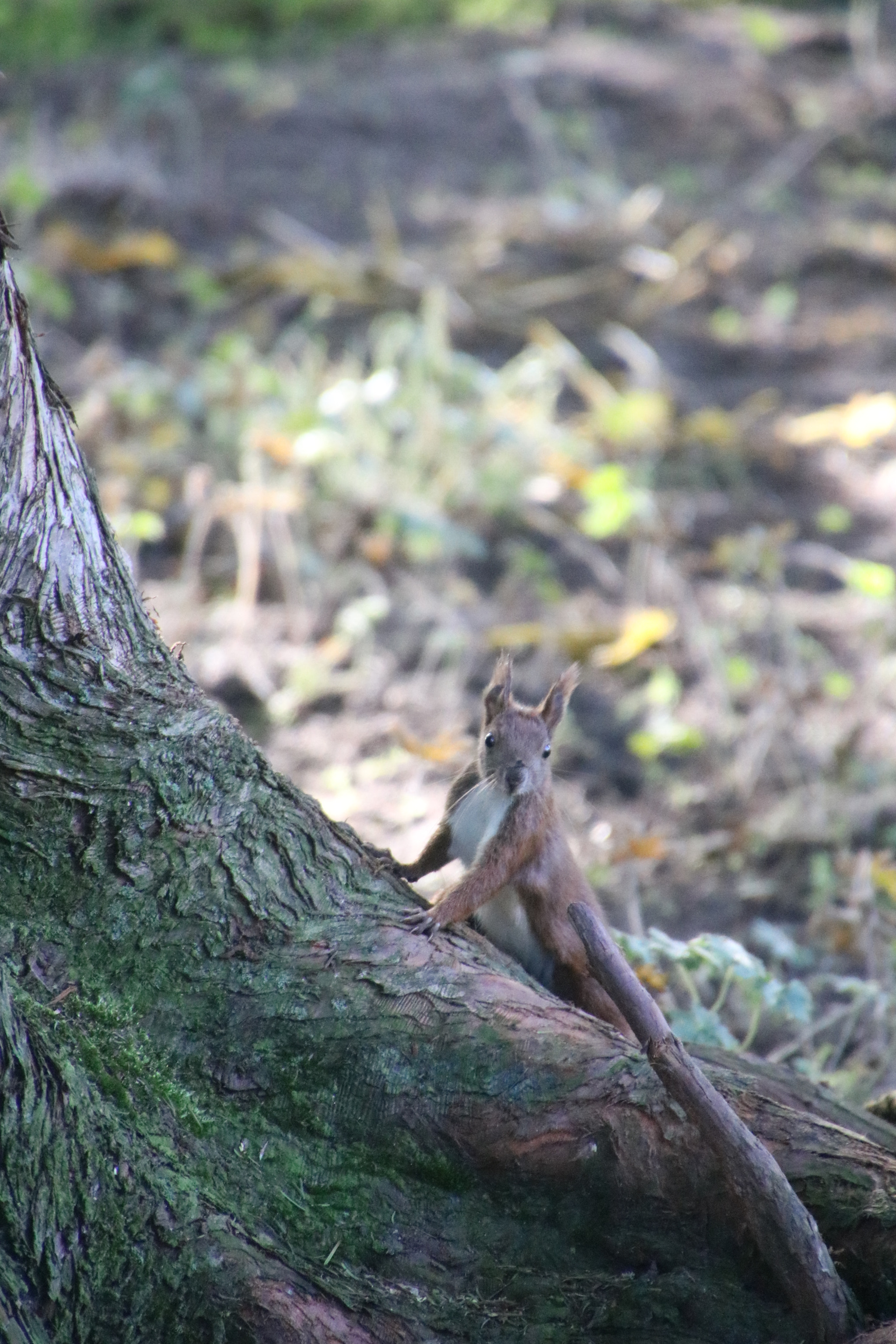 Canon EOS 760D (EOS Rebel T6s / EOS 8000D) sample photo