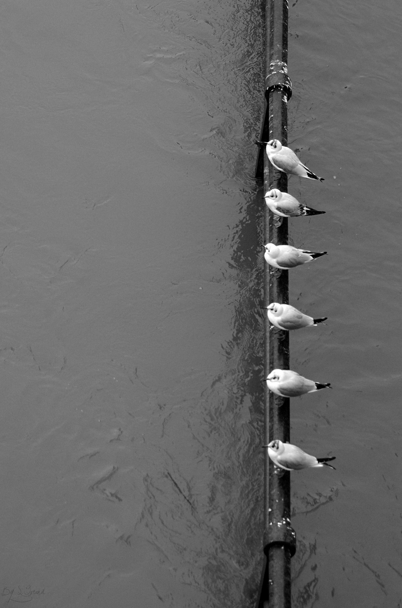 Pentax K20D sample photo. Mouettes photography