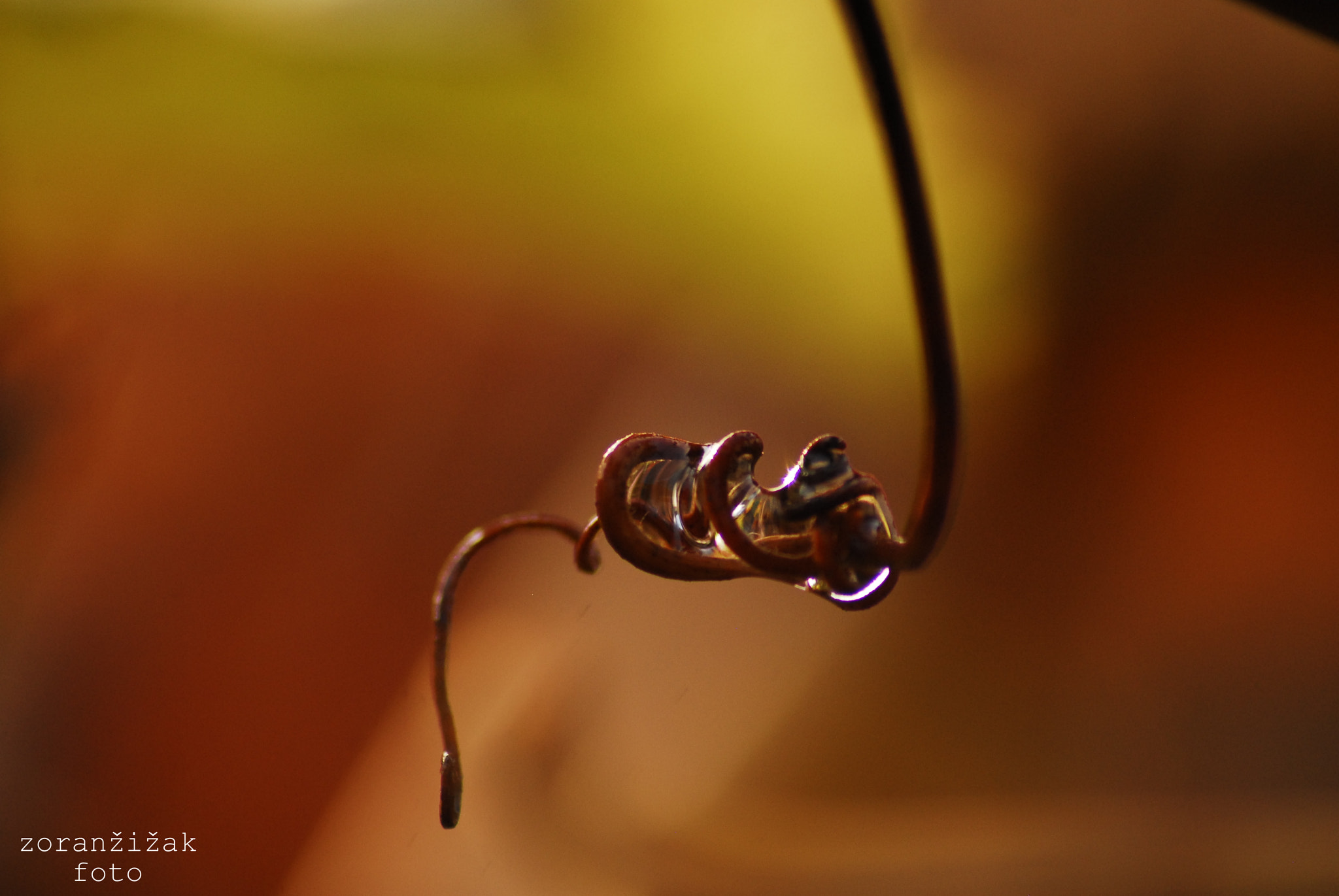 Sigma 70-300mm F4-5.6 APO DG Macro sample photo. Grapevine photography