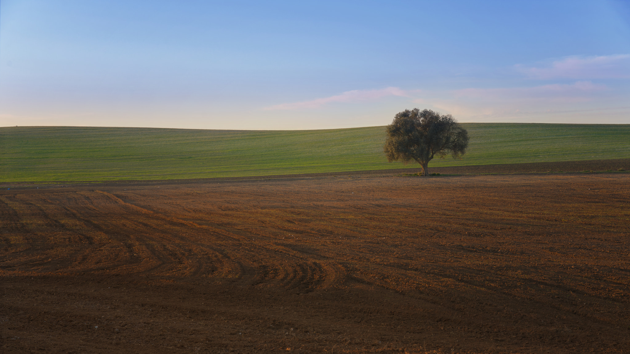 Sony a7R II + 24-105mm F4 sample photo. Lonely tree photography