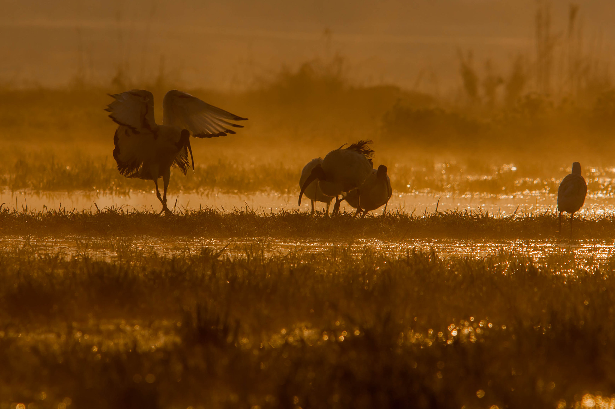 Canon EF 300mm F4L IS USM sample photo. Ibis sacri tra la nebbia photography
