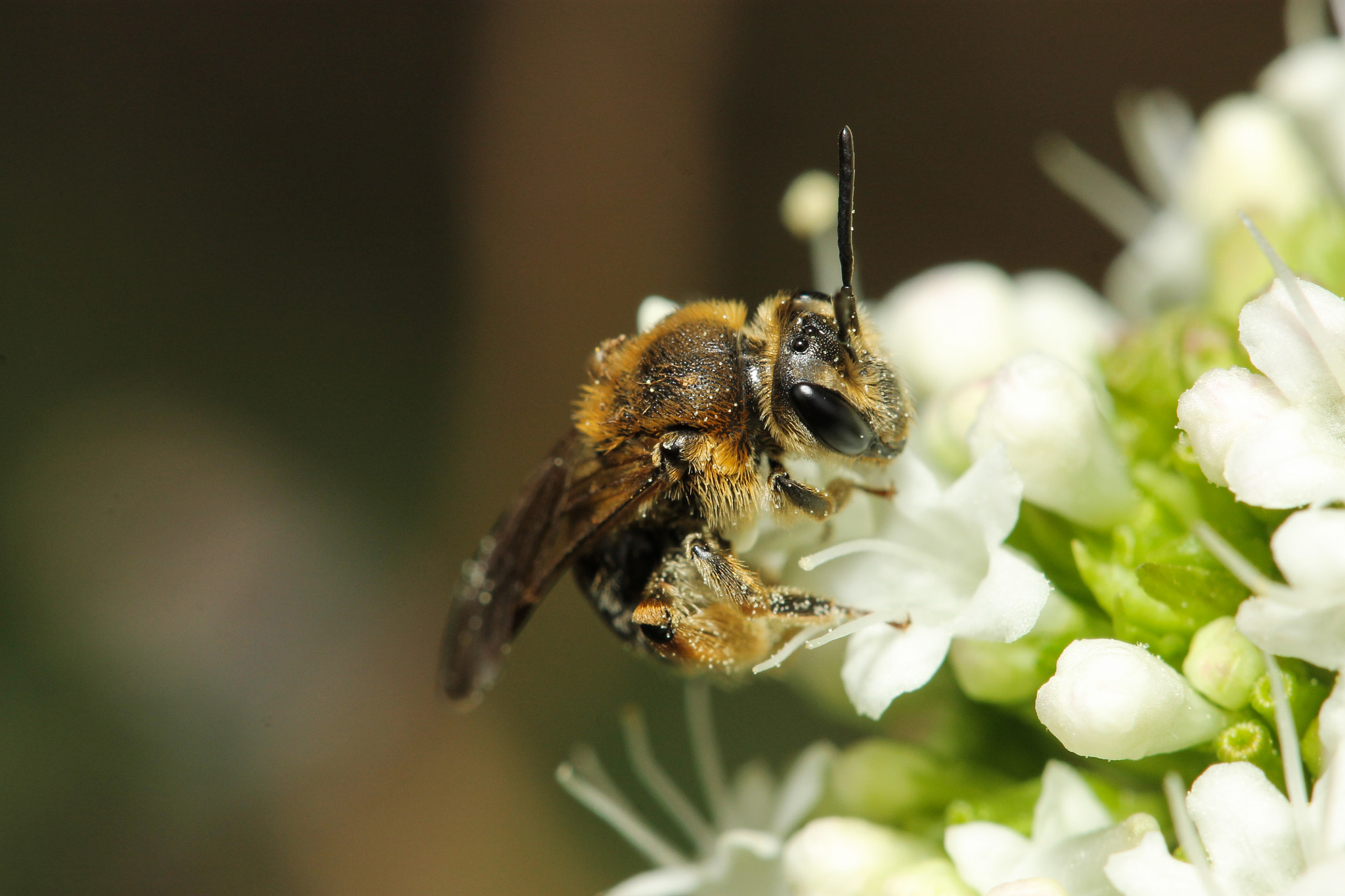 Canon EOS 1100D (EOS Rebel T3 / EOS Kiss X50) + Canon EF 100mm F2.8 Macro USM sample photo. Andrena photography