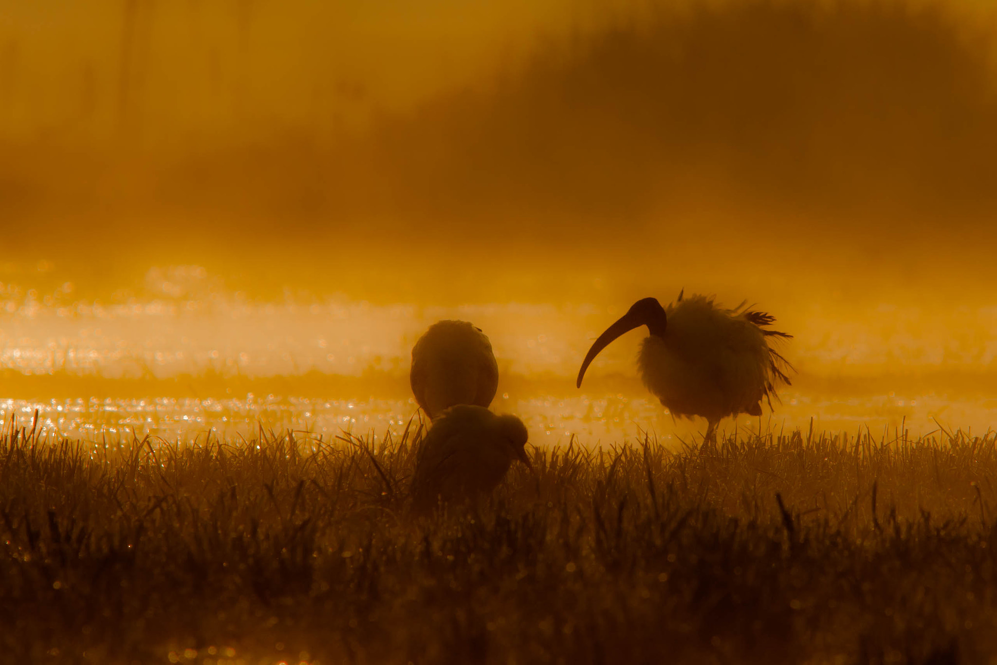 Canon EF 300mm F4L IS USM sample photo. Fog photography