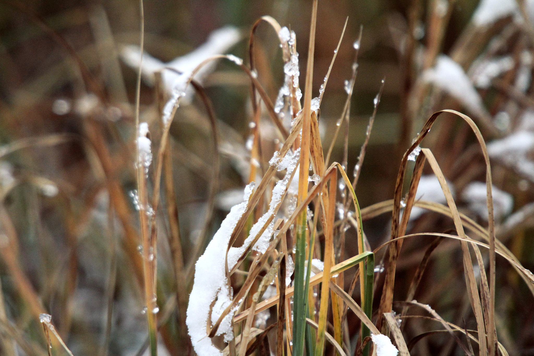 Sigma 50-500mm f/4-6.3 APO HSM EX sample photo. Top of reed photography