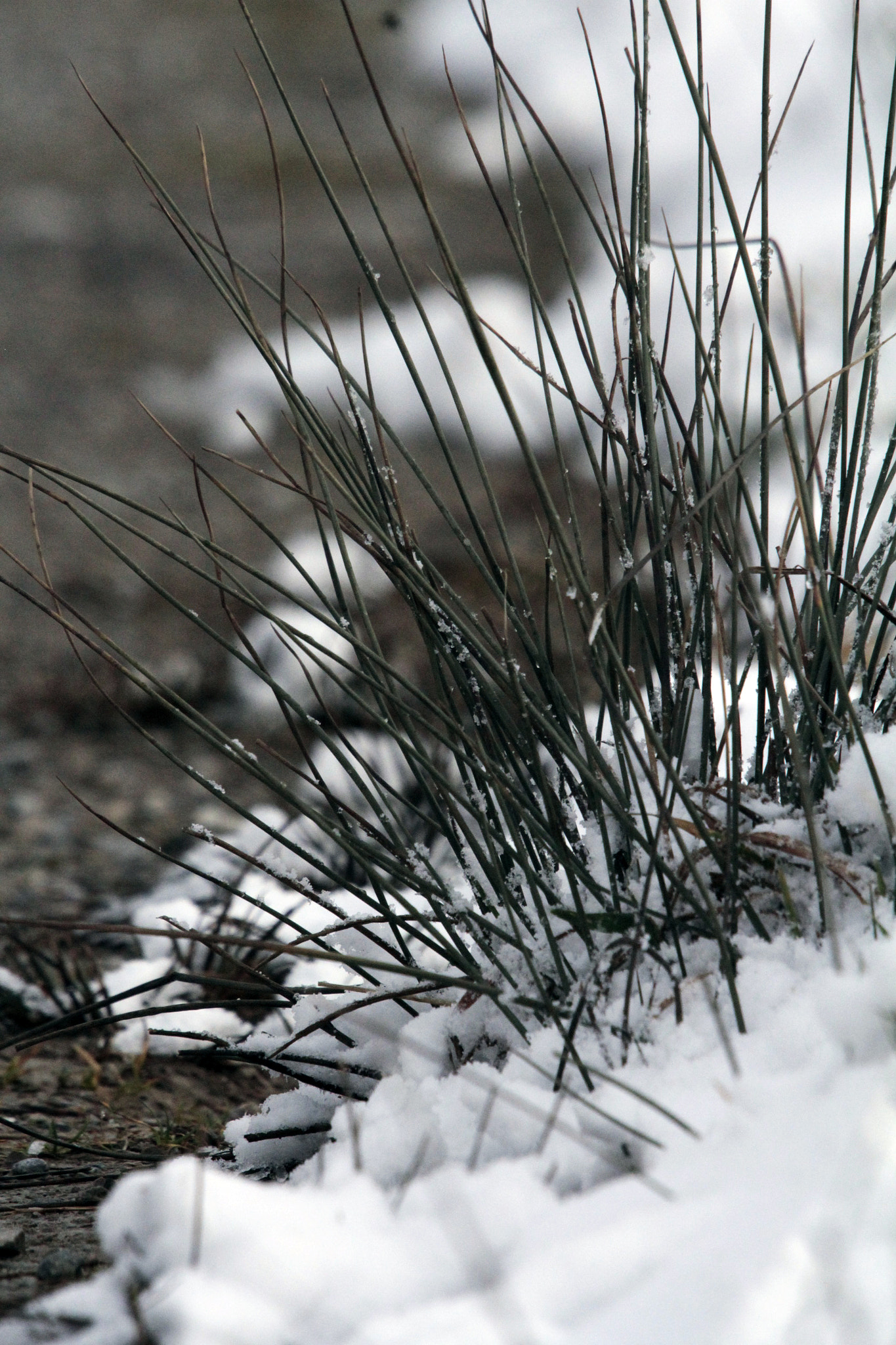 Sigma 50-500mm f/4-6.3 APO HSM EX sample photo. Plant and snow photography