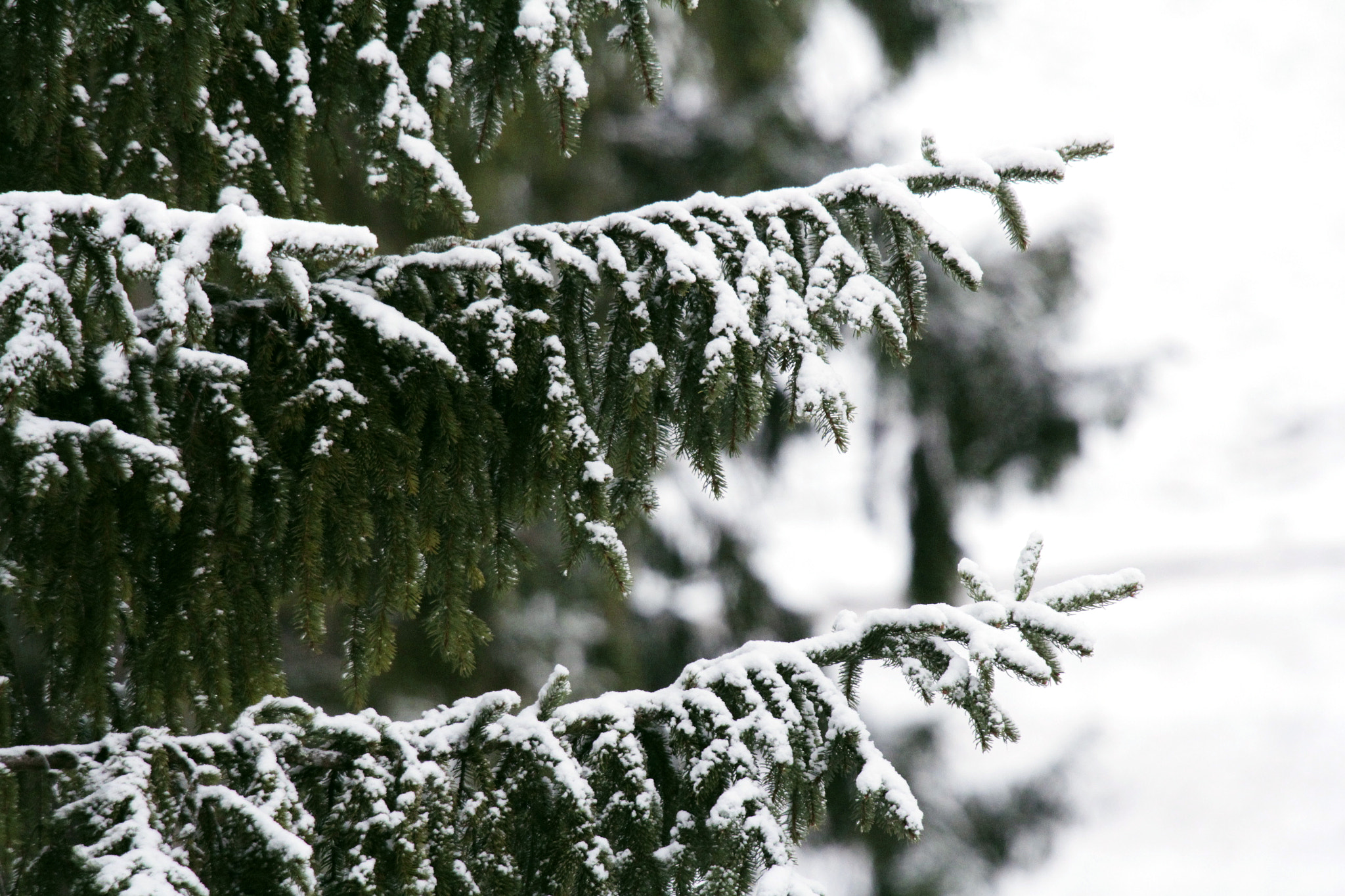 Sigma 50-500mm f/4-6.3 APO HSM EX sample photo. Snowy tree photography