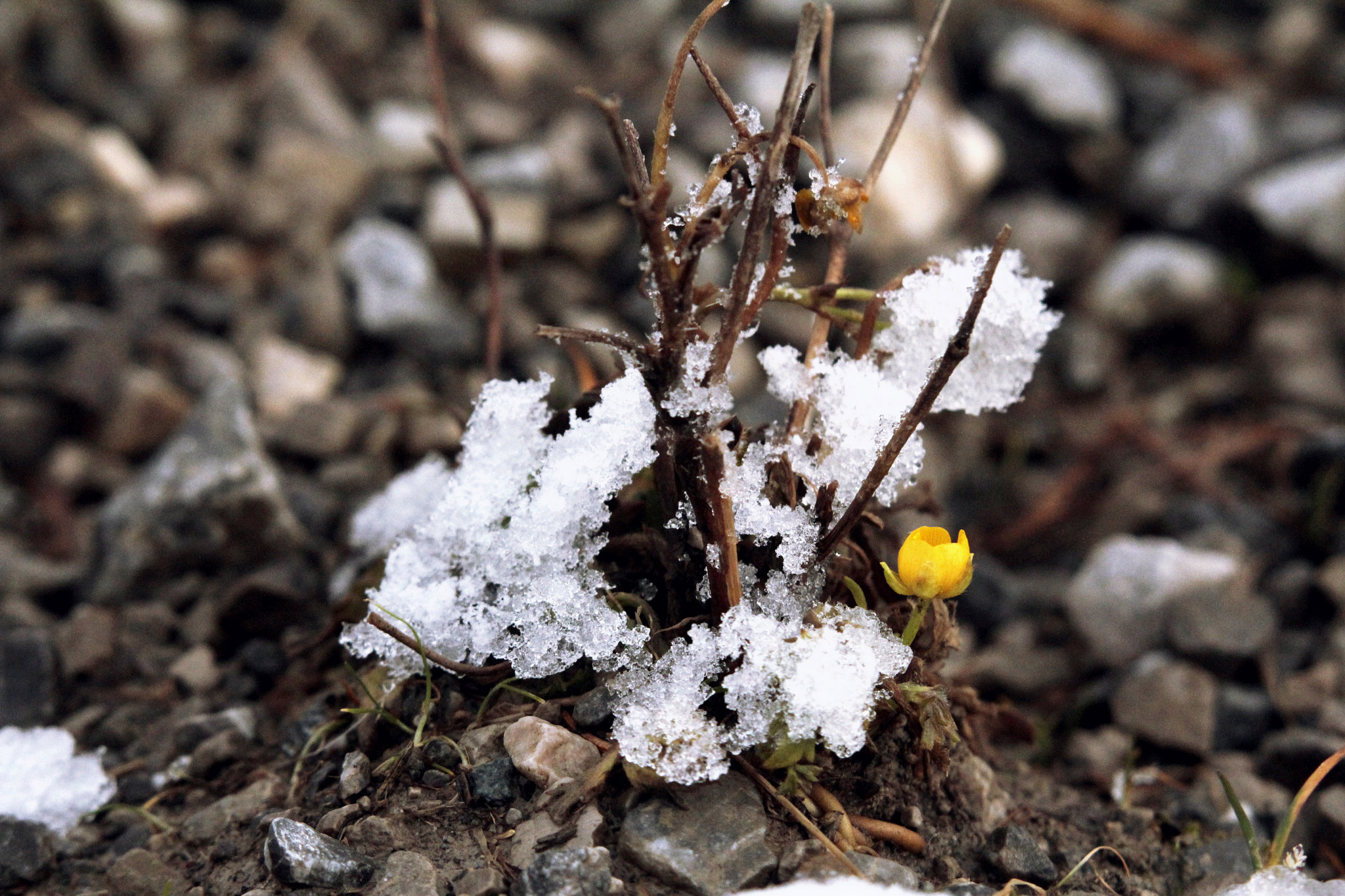 Sigma 50-500mm f/4-6.3 APO HSM EX sample photo. Piece of spring photography