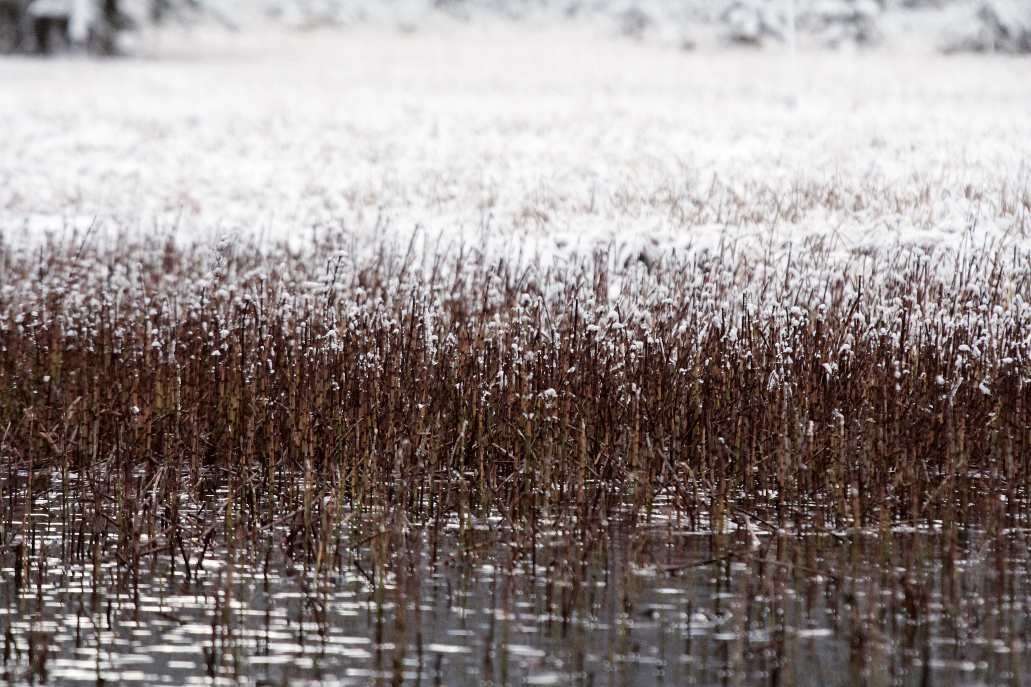 Sigma 50-500mm f/4-6.3 APO HSM EX sample photo. Snowy reed photography