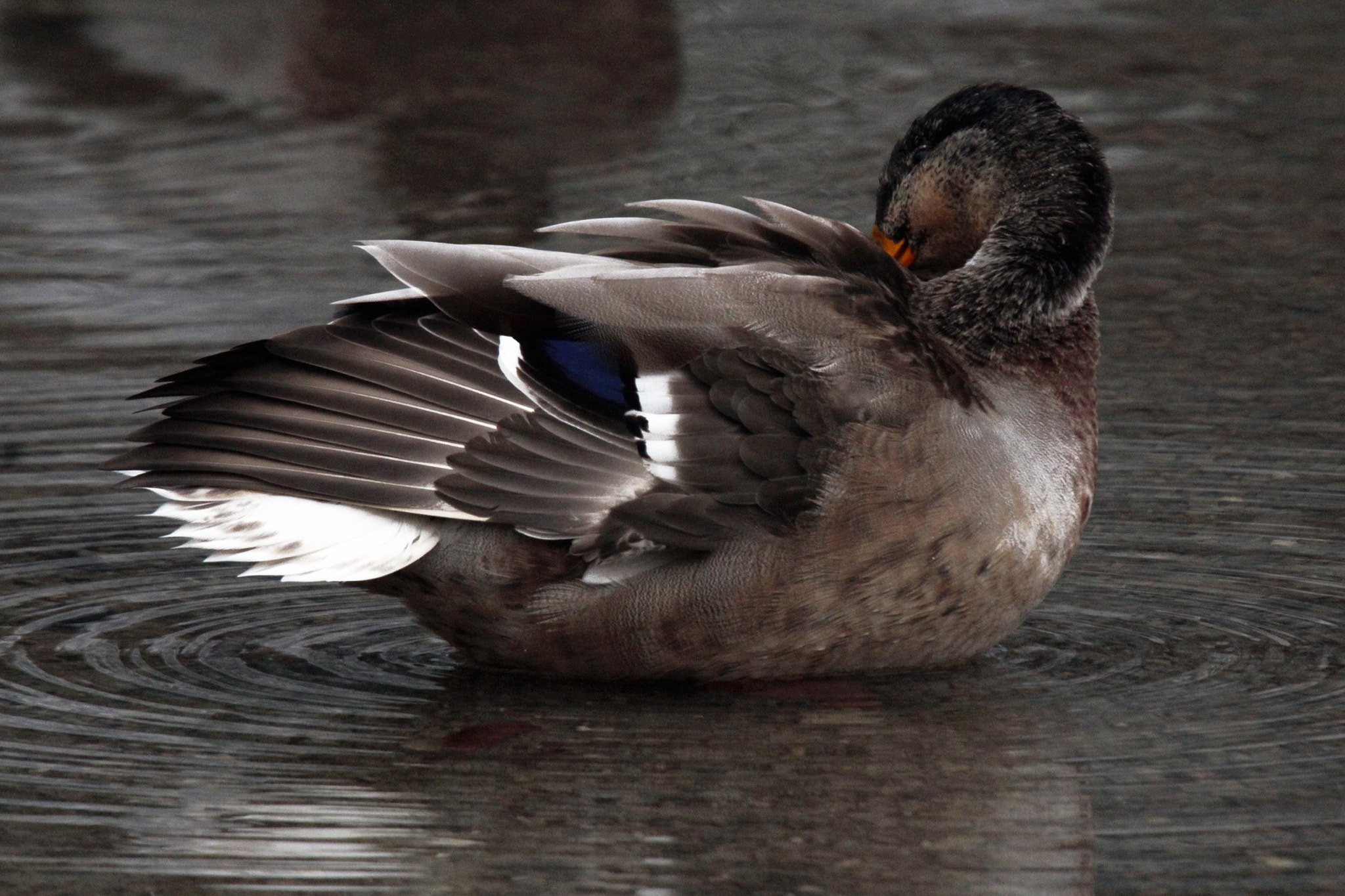 Sigma 50-500mm f/4-6.3 APO HSM EX sample photo. Sleeping duck photography