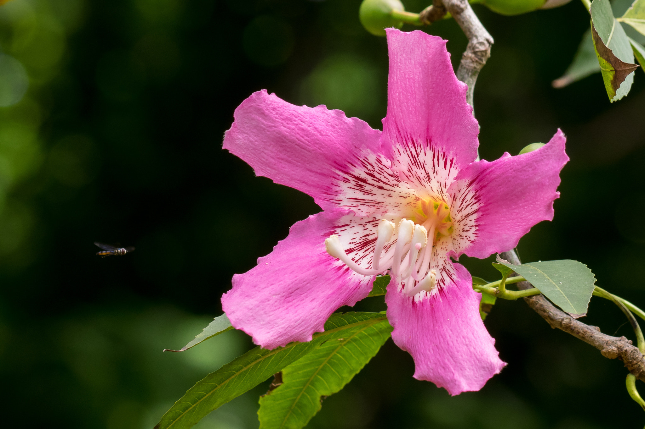 Olympus Zuiko Digital ED 70-300mm F4.0-5.6 sample photo. Silk floss tree photography