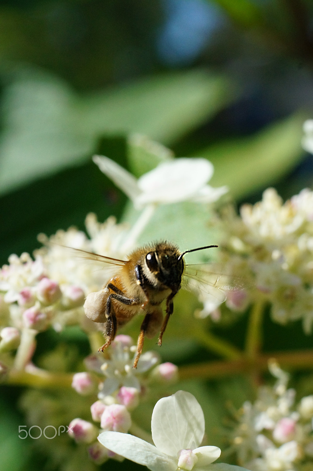 Sony SLT-A57 + Sony DT 35mm F1.8 SAM sample photo. Insects macros from lévis (canada) photography