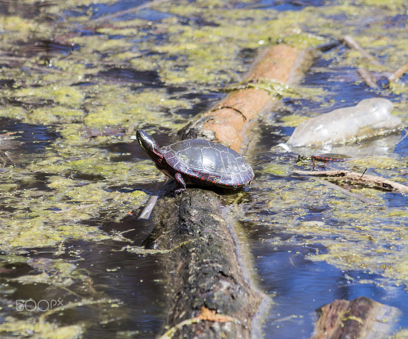 Canon EOS 650D (EOS Rebel T4i / EOS Kiss X6i) sample photo. Painted turtle on log photography