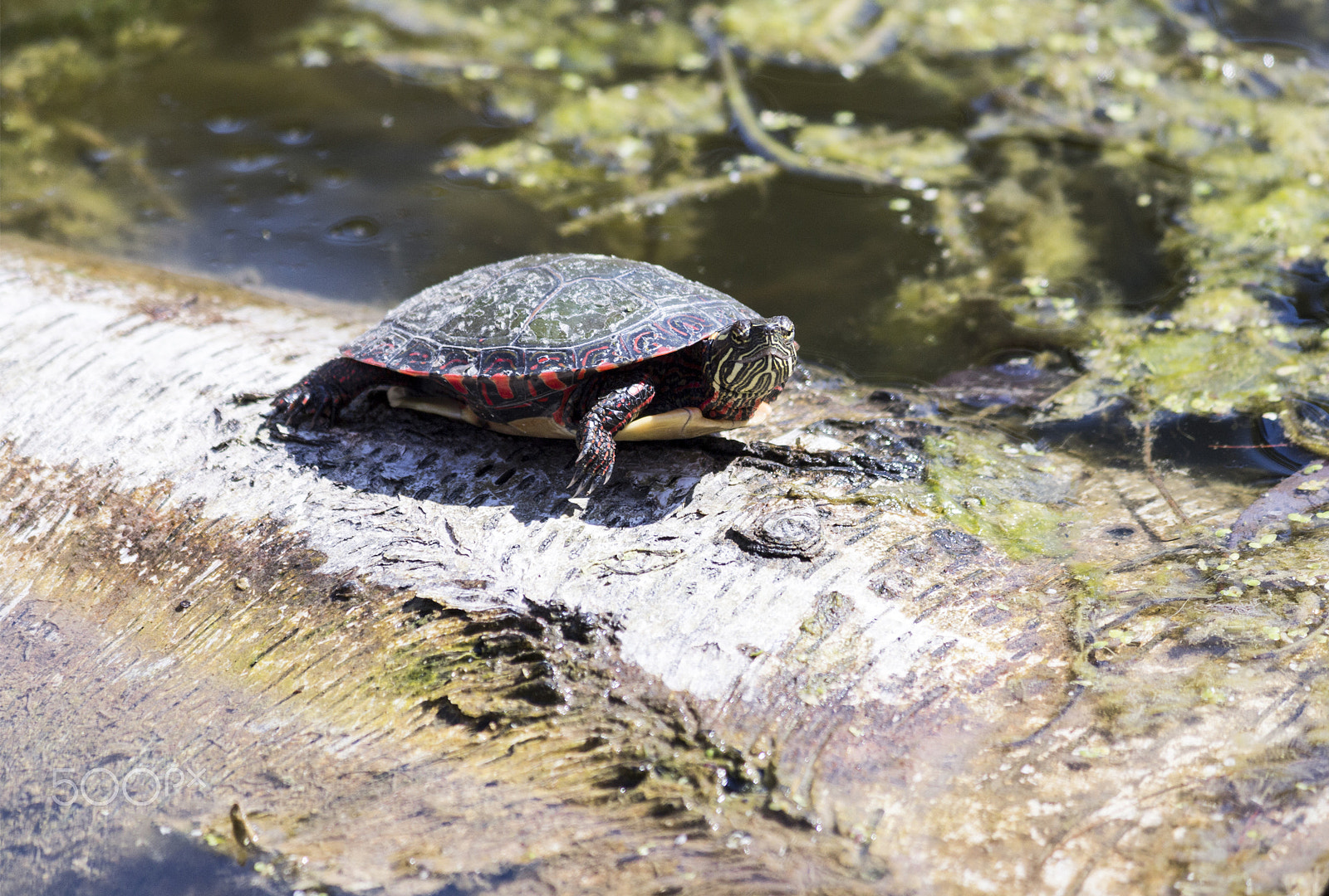 Canon EOS 650D (EOS Rebel T4i / EOS Kiss X6i) sample photo. Painted turtle on log photography