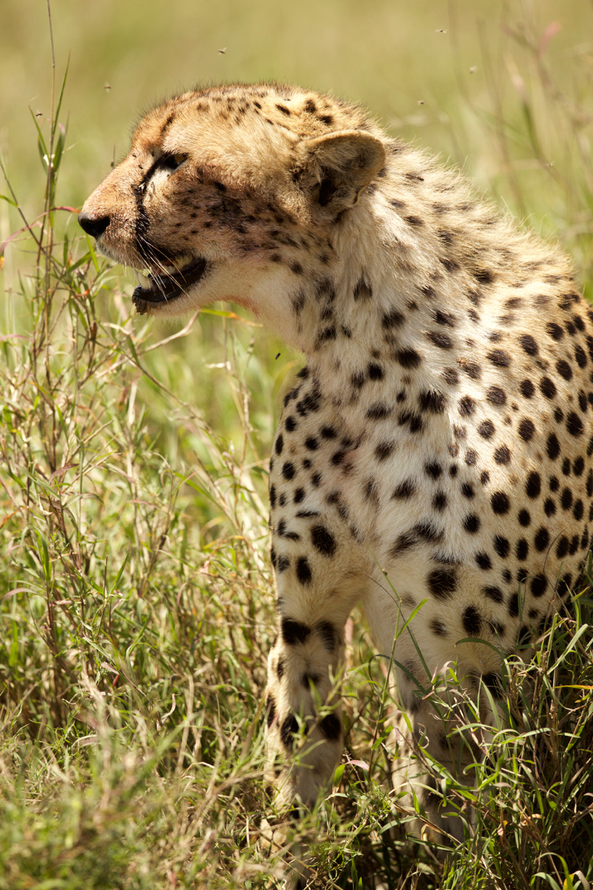 Canon EF 500mm F4L IS II USM sample photo. Cheetah after the kill photography