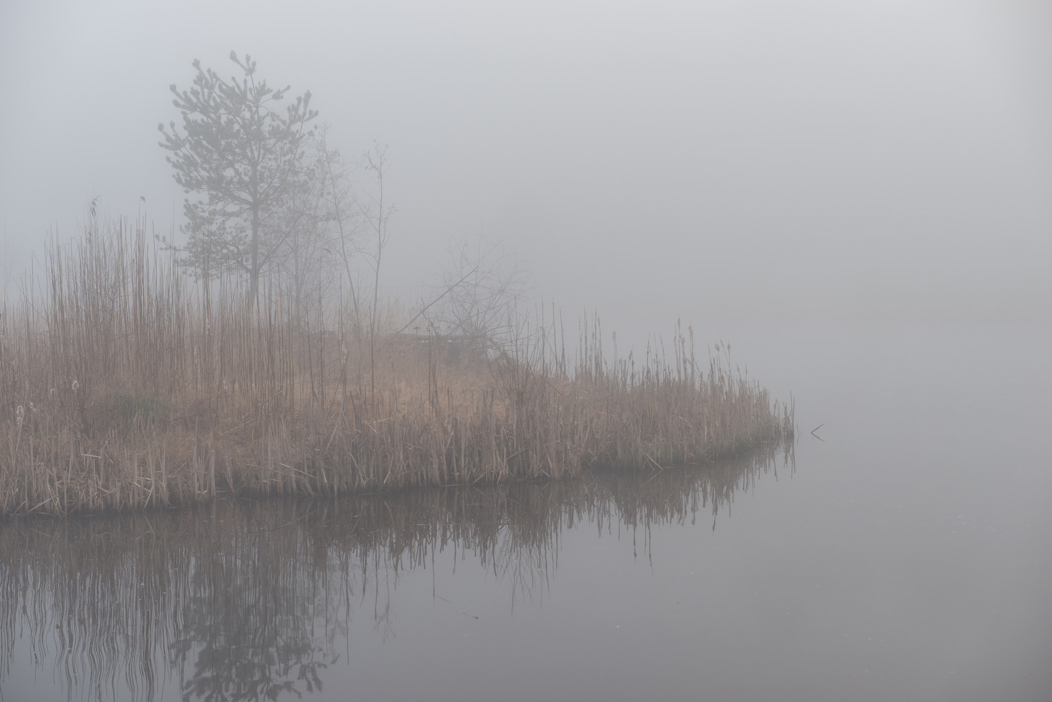 Nikon D800 + Sigma 70mm F2.8 EX DG Macro sample photo. Foggy morning photography