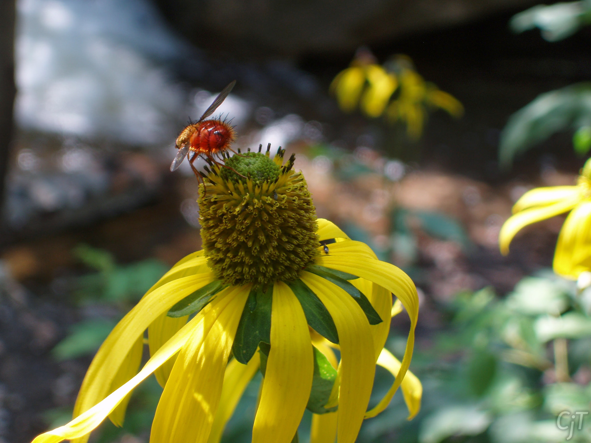 Olympus X-3,C-60Z sample photo. Red bee photography