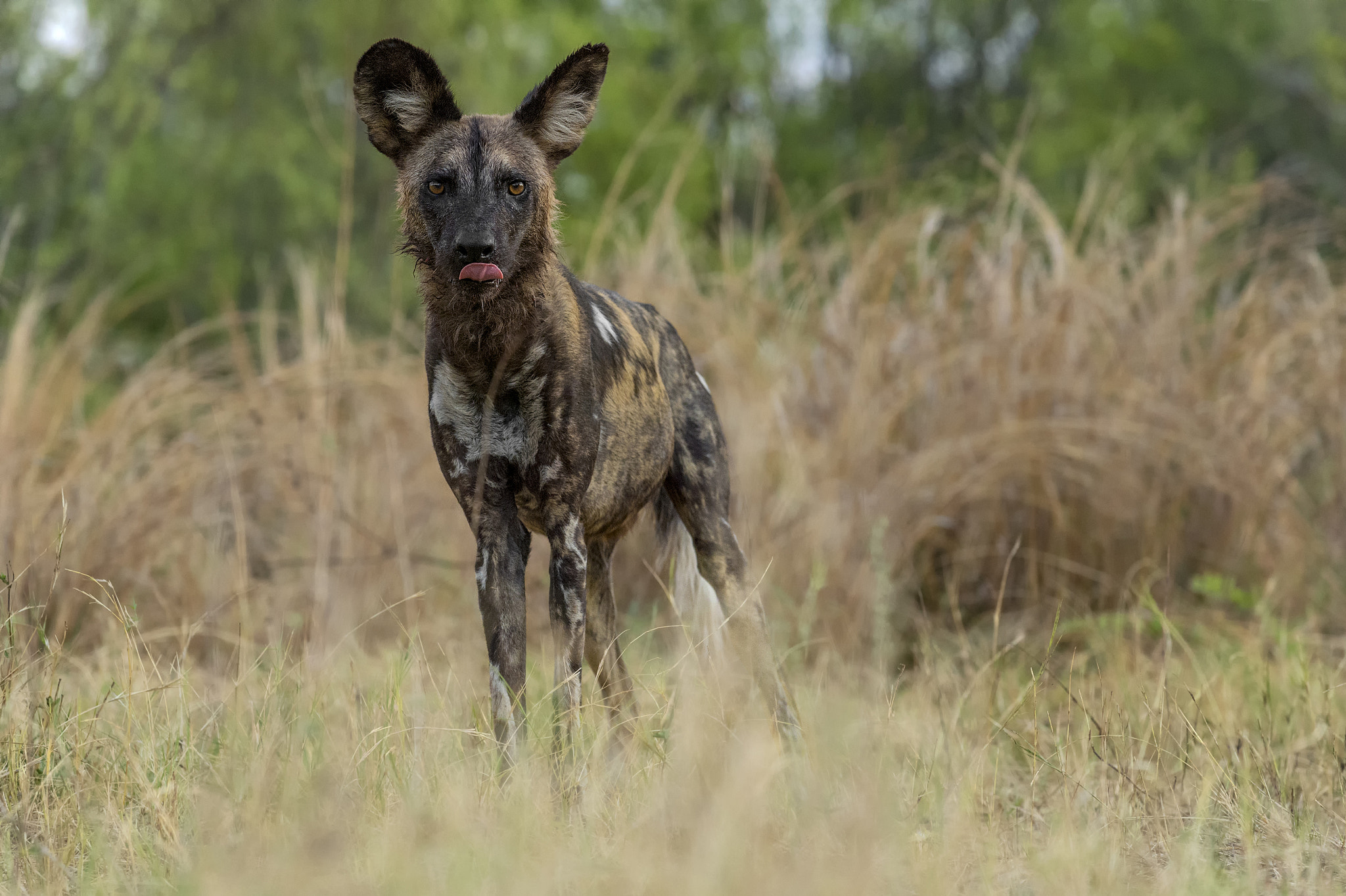 Nikon AF-S Nikkor 70-200mm F4G ED VR sample photo. Lycaon pictus- african wild dog. photography
