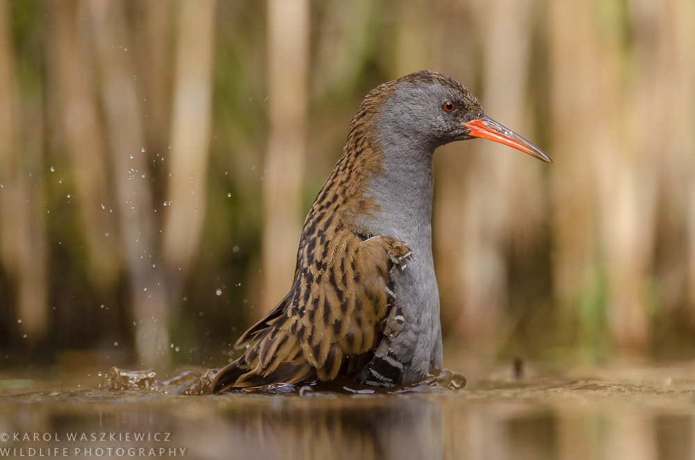 Nikon D7000 + Nikon AF-S Nikkor 600mm F4G ED VR sample photo. Bath time photography