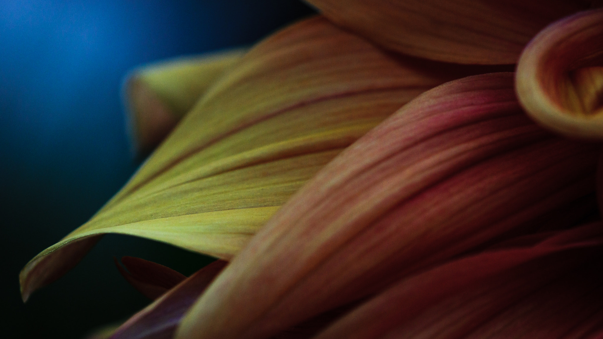 Sony SLT-A77 + 90mm F2.8 Macro SSM sample photo. Flower petals close shot photography