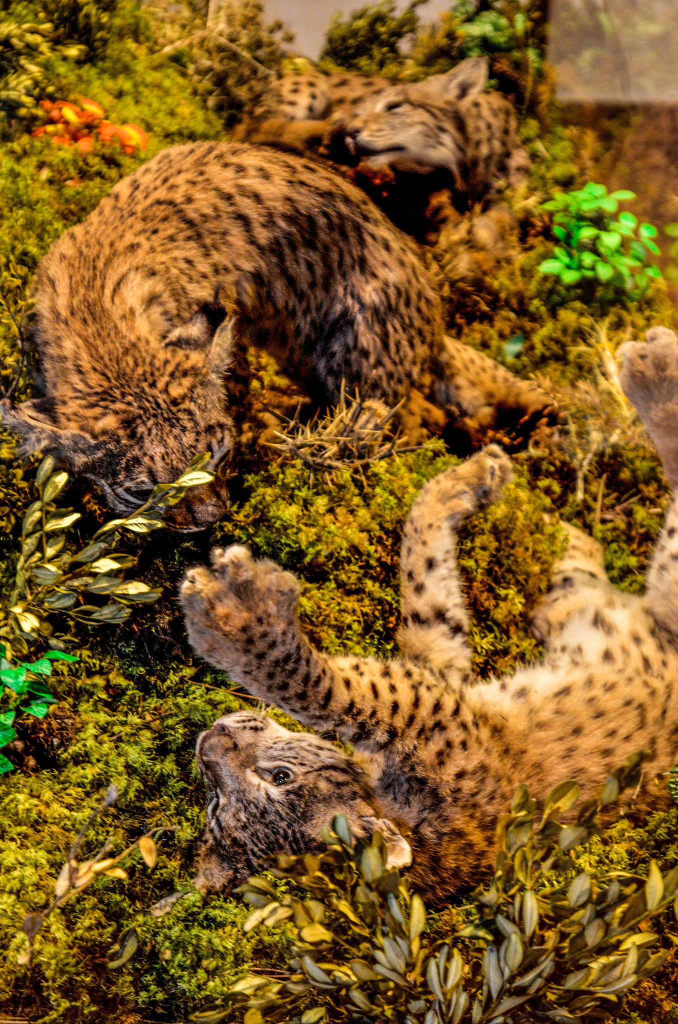 Sigma 17-35mm F2.8-4 EX DG  Aspherical HSM sample photo. Linces jugando. photography