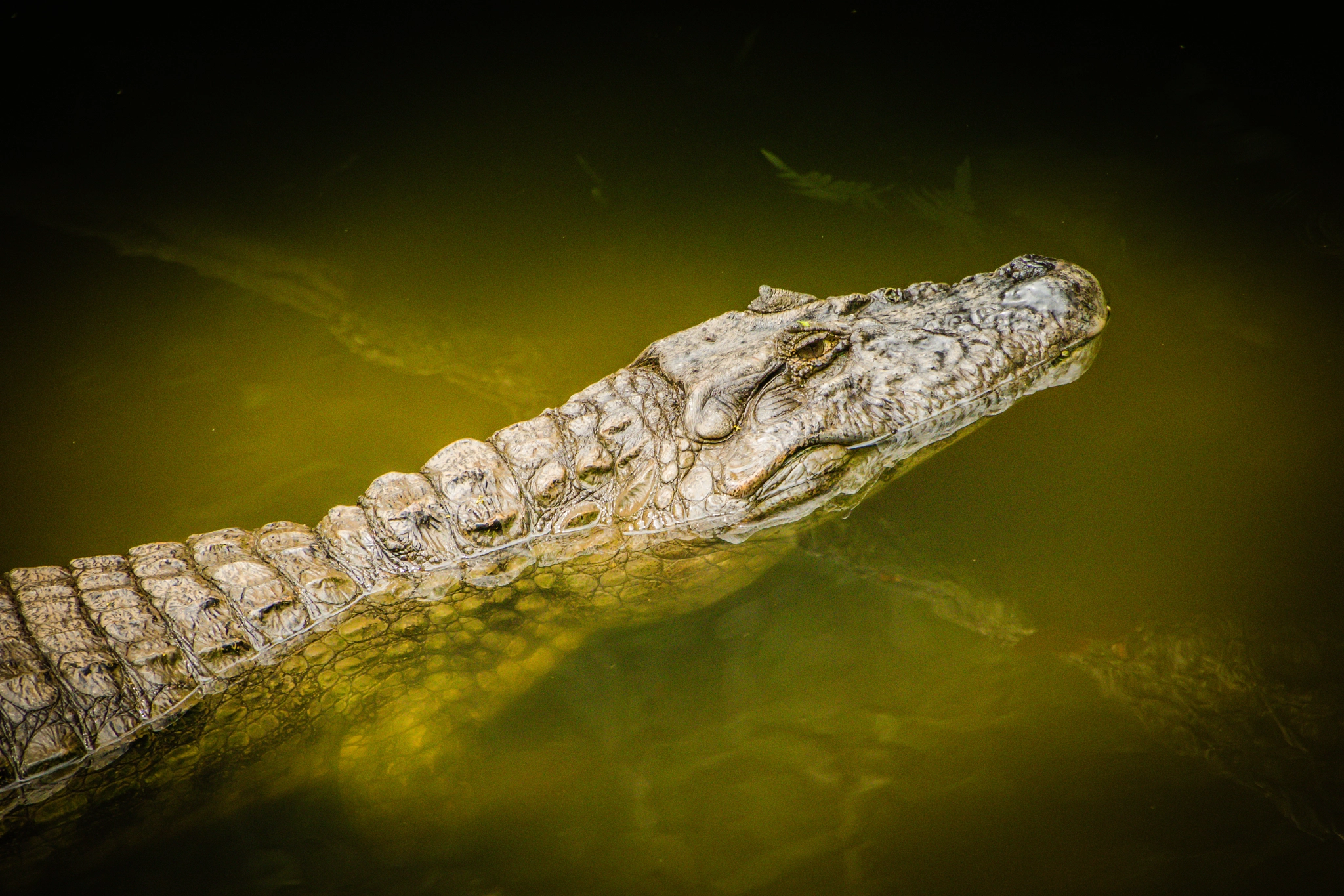 Canon EOS 7D Mark II + Tamron AF 18-270mm F3.5-6.3 Di II VC LD Aspherical (IF) MACRO sample photo. At the sao paulo safari zoo photography