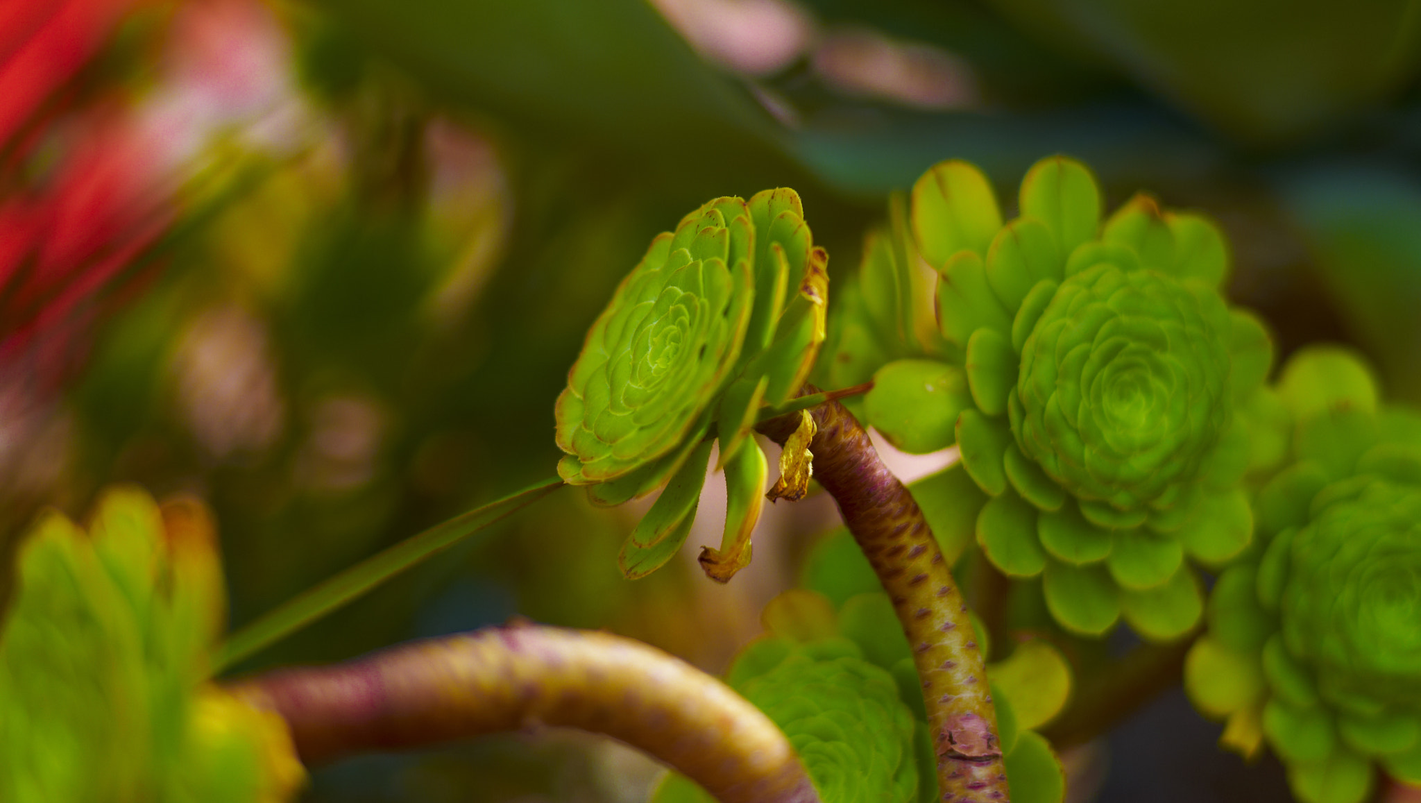 Leica M8 sample photo. Plant #3 photography
