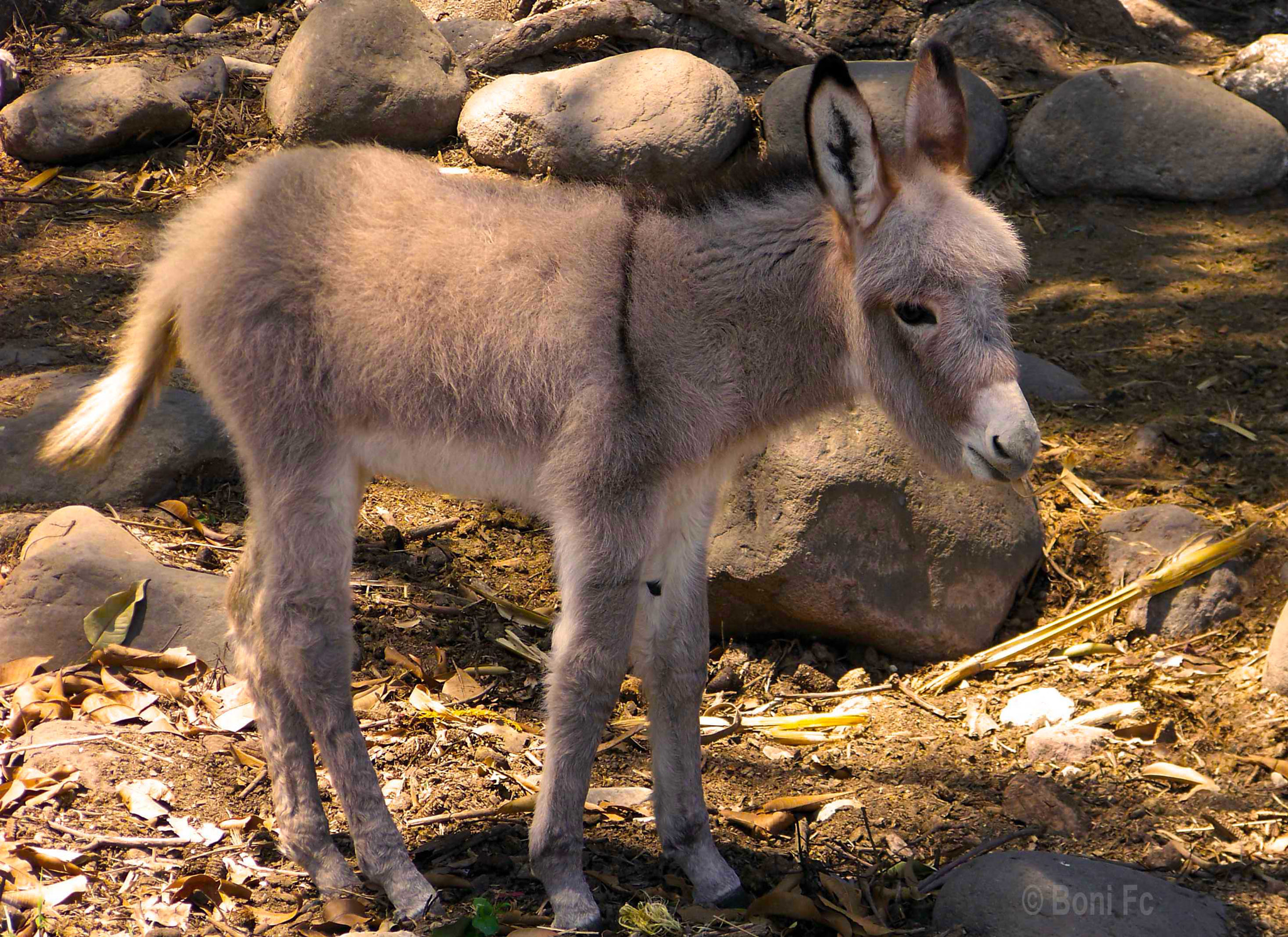 Kodak EASYSHARE Z8612 IS DIGITAL CAMERA sample photo. Donkey. jpg photography