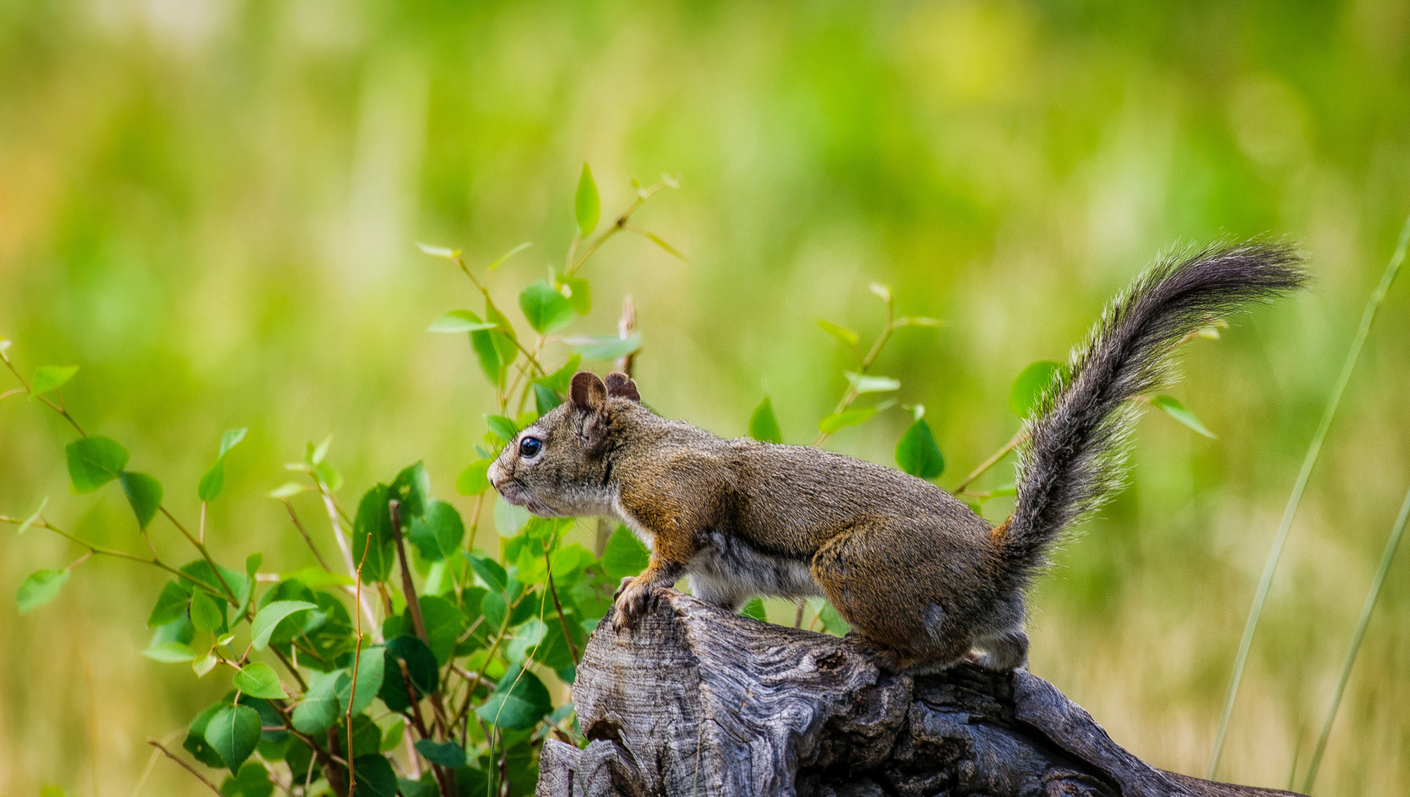 Nikon AF-S Nikkor 500mm F4D ED-IF II sample photo. I am getting ready to jump 1...2... photography