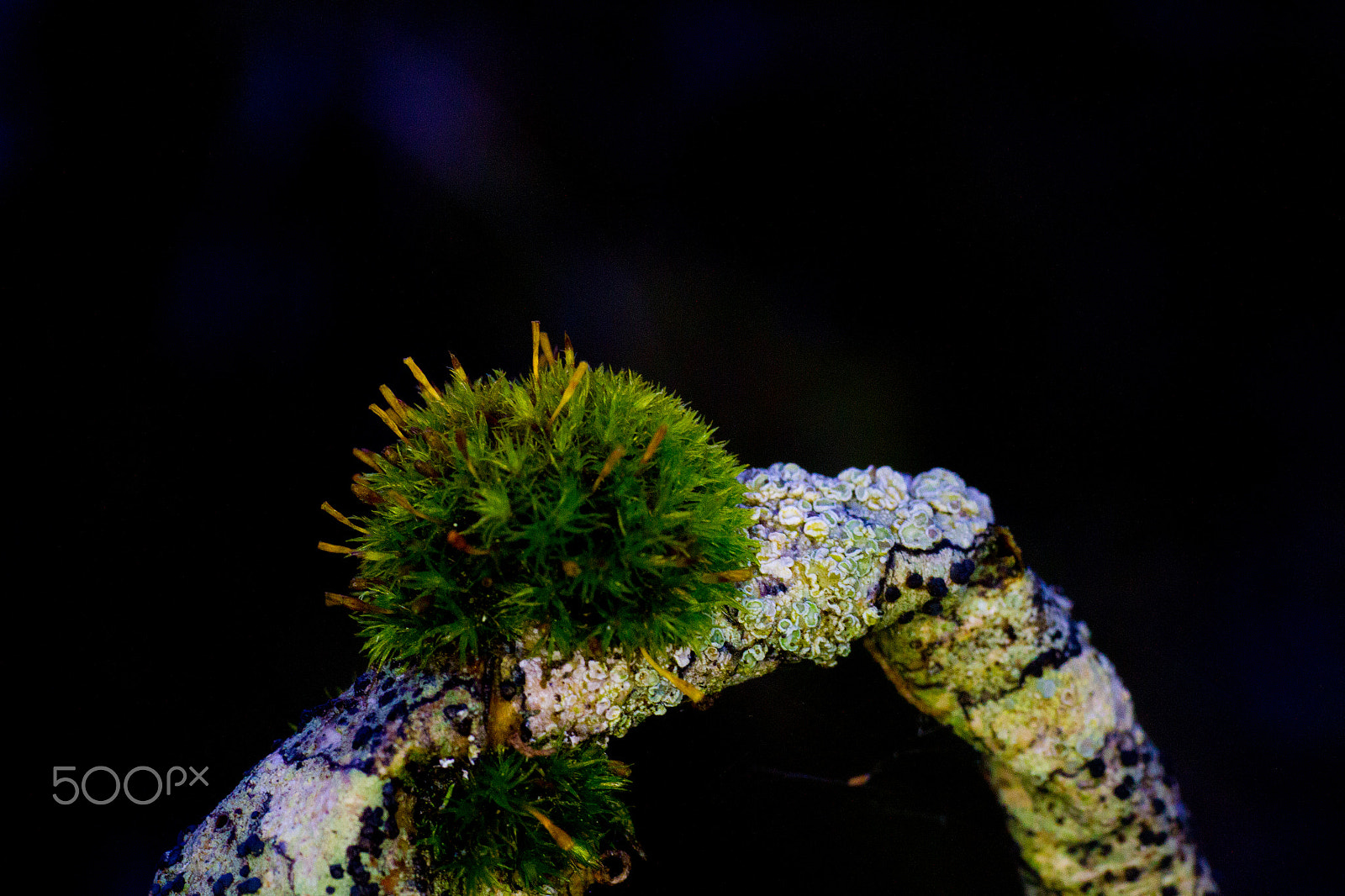 Sigma 50mm f/1.4 EX DG HSM + 1.4x sample photo. Moss photography